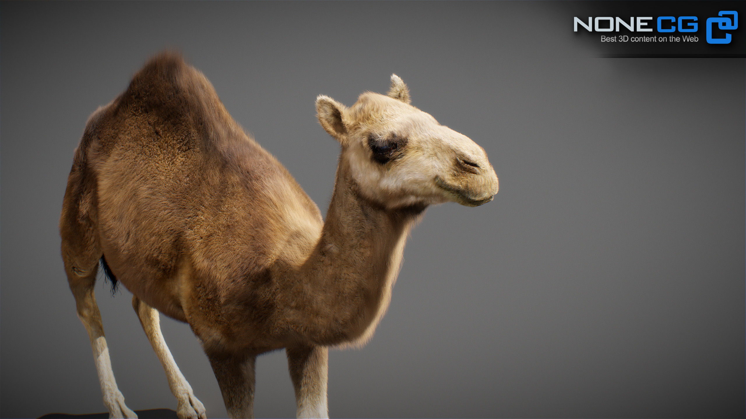 Animated Camel v2 3D model_17