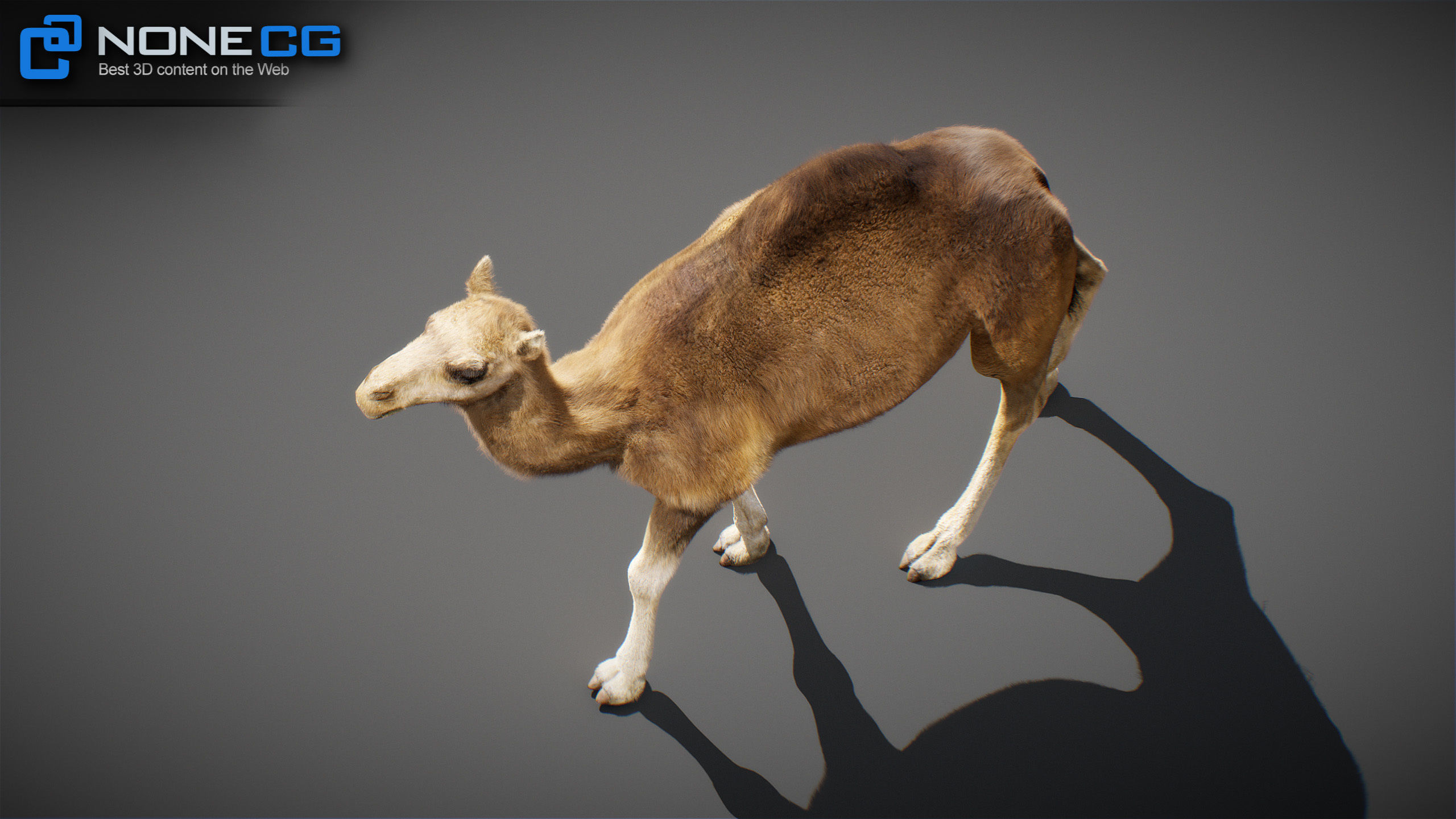 Animated Camel v2 3D model_22