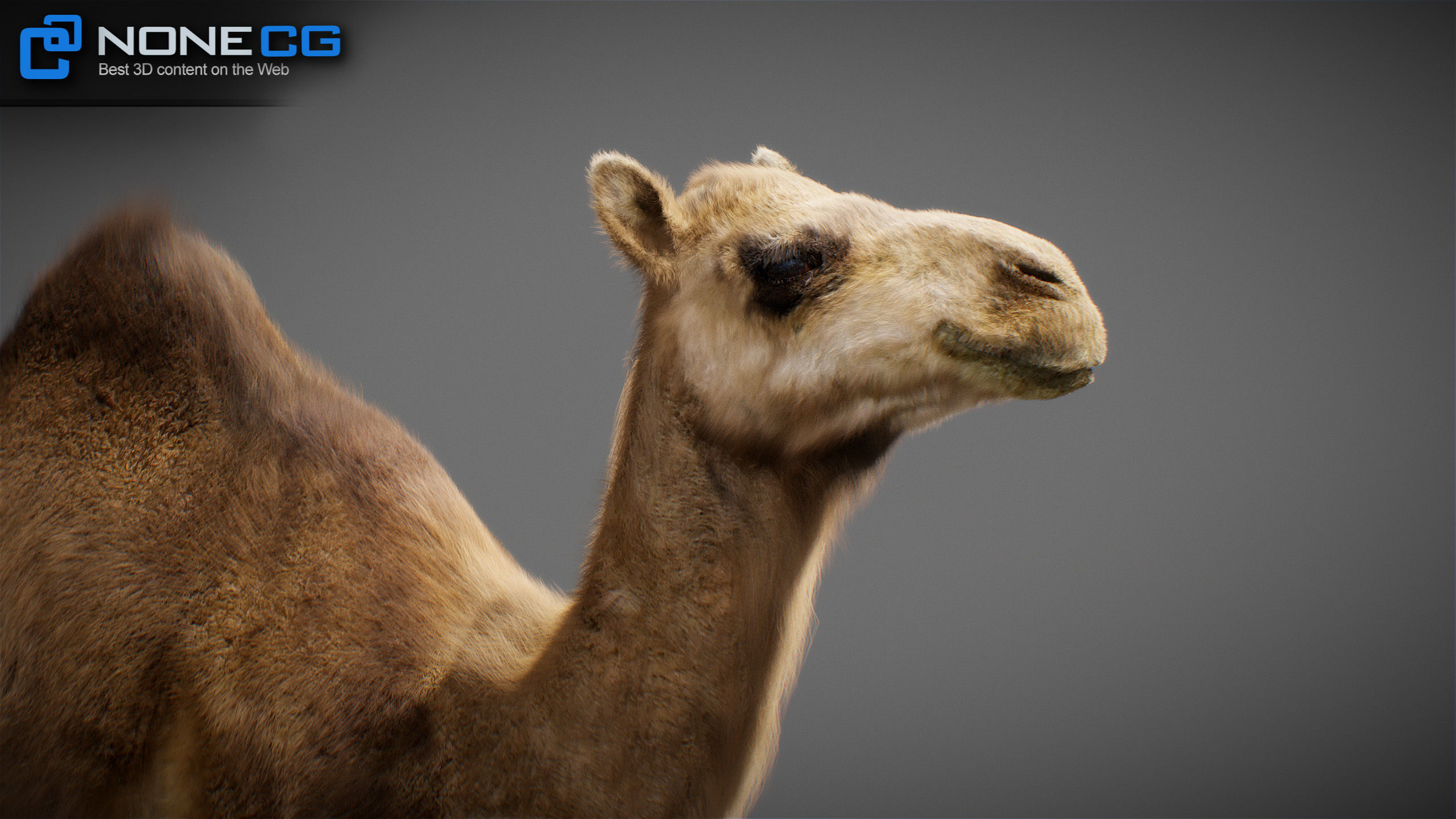 Animated Camel v2 3D model_4