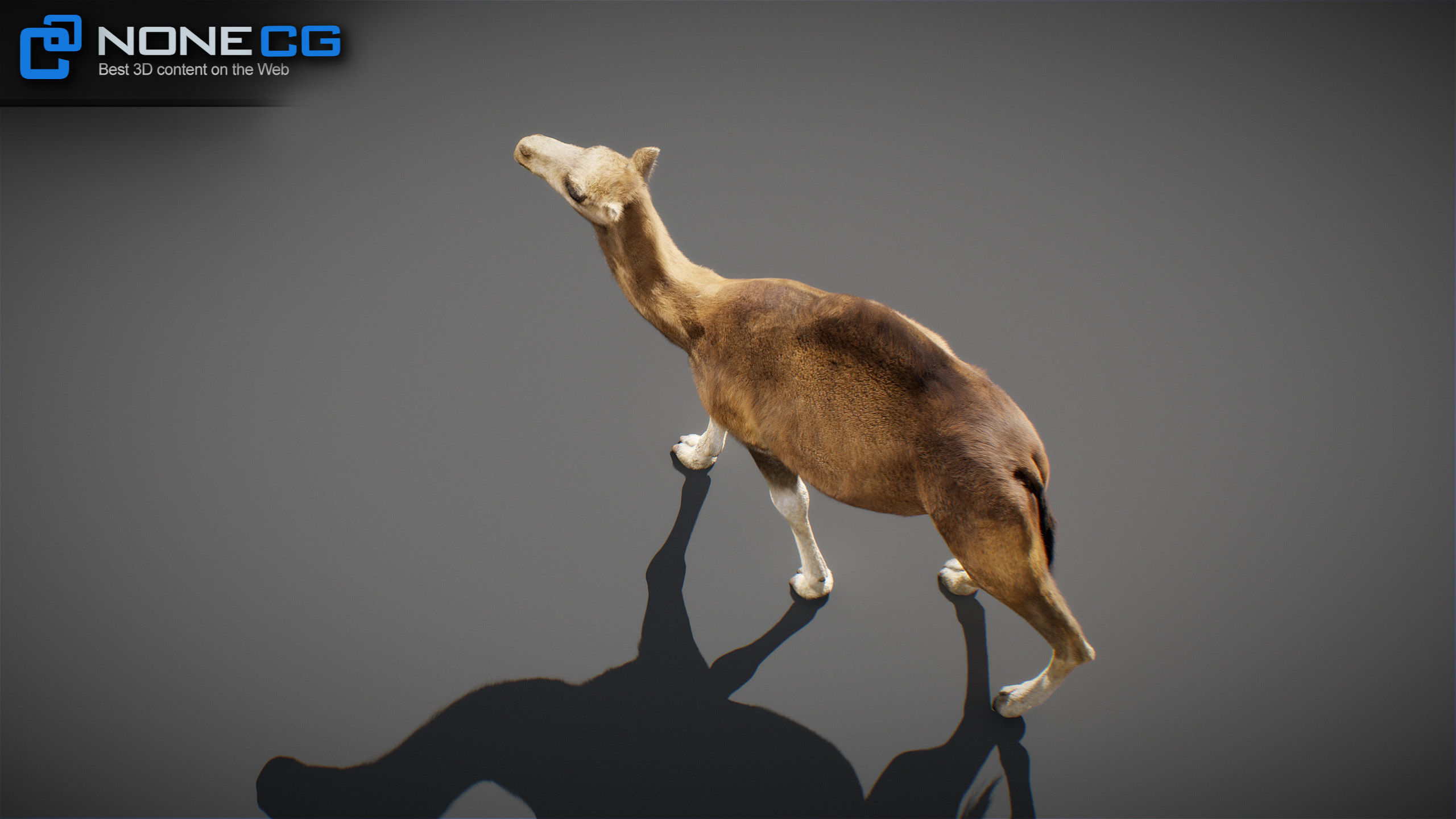 Animated Camel v2 3D model_28