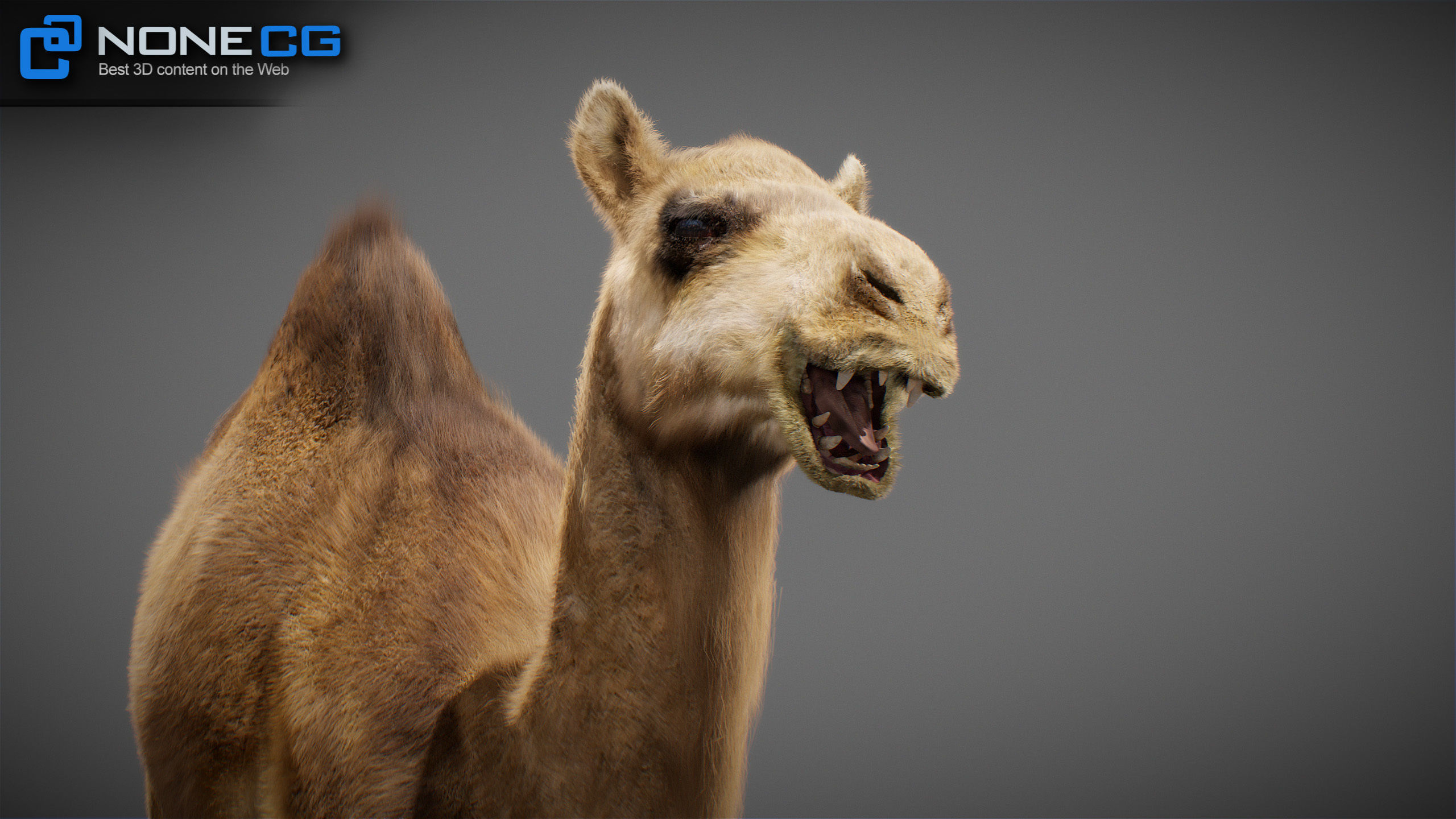 Animated Camel v2 3D model_15