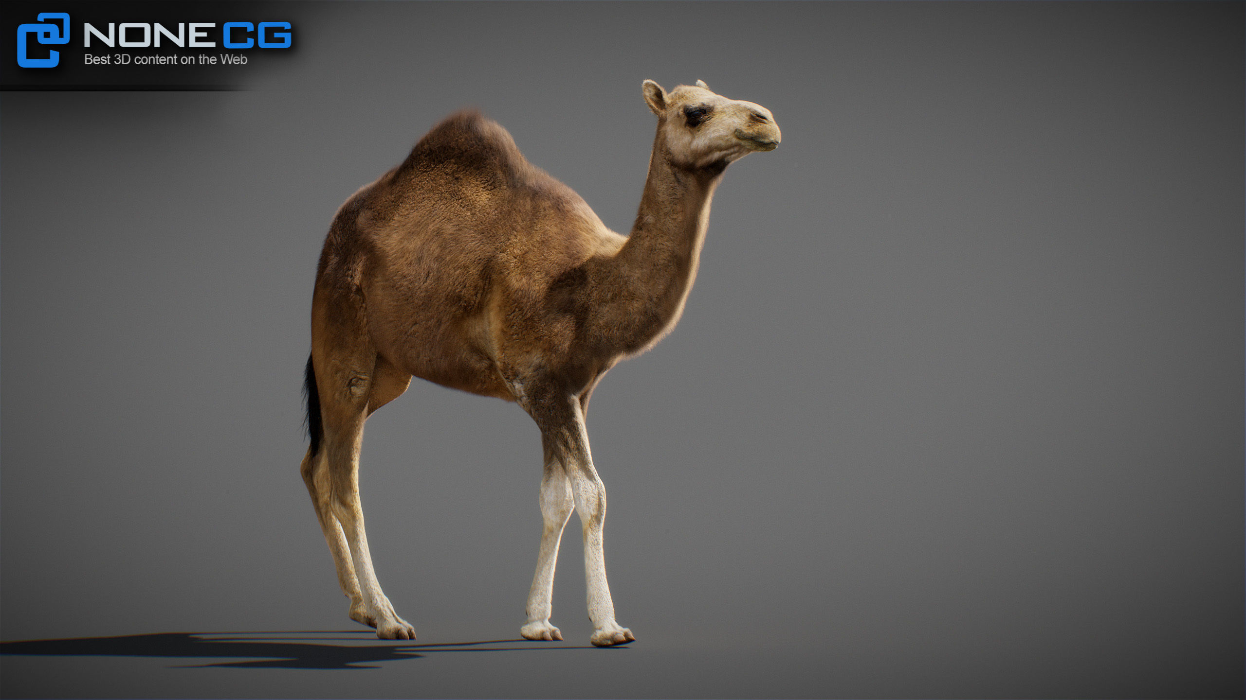 Animated Camel v2 3D model_10
