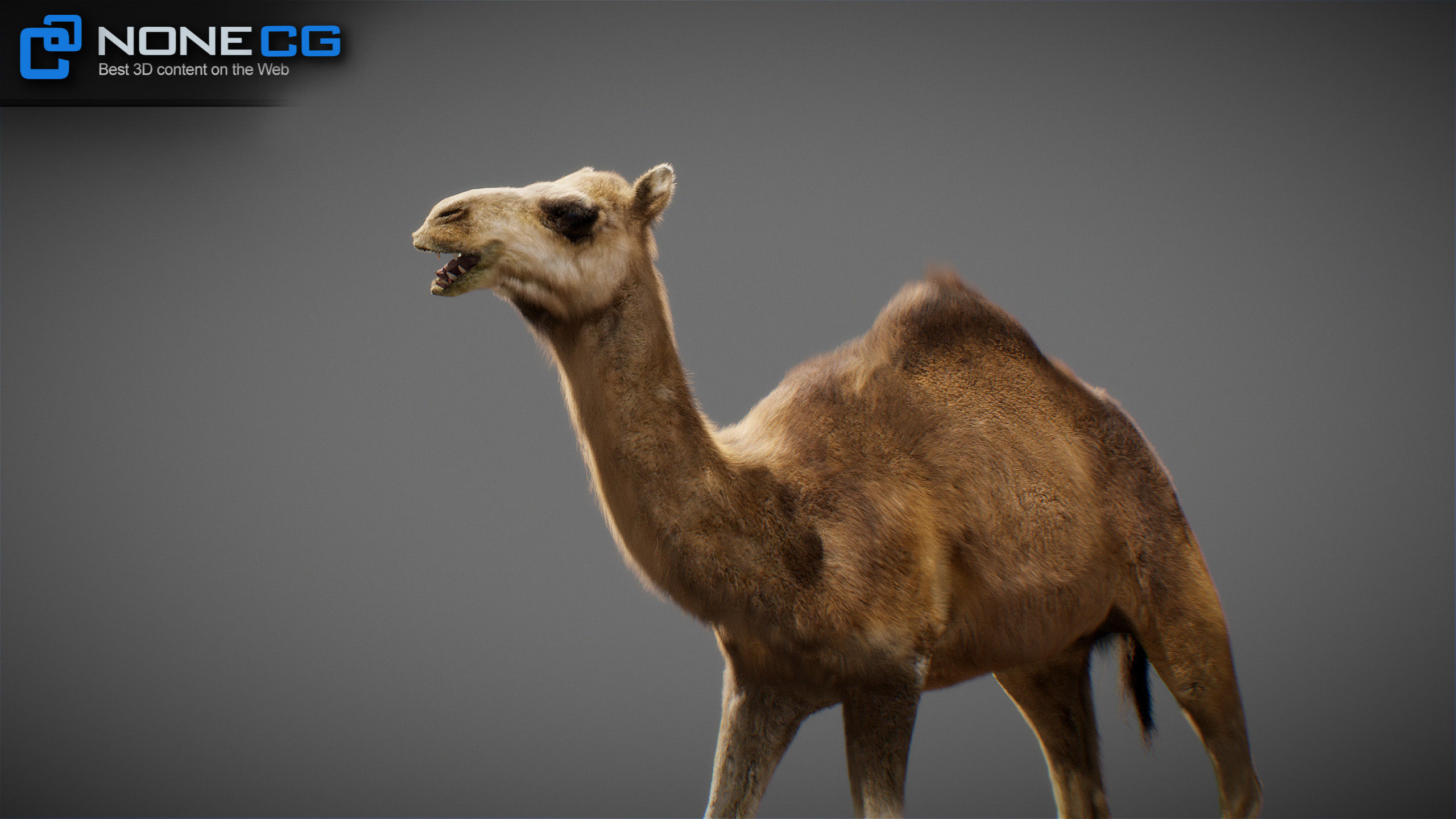 Animated Camel v2 3D model_24