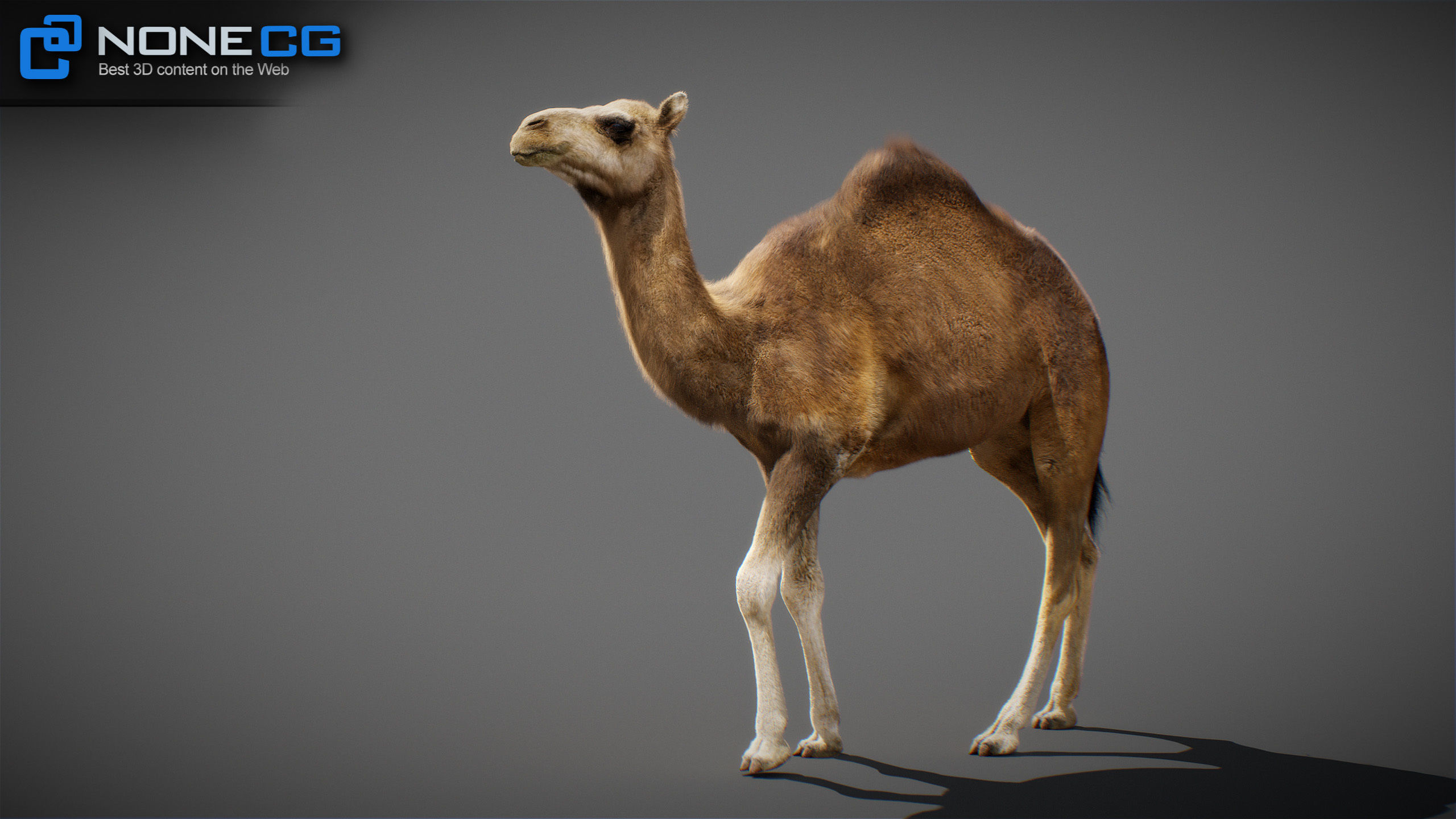 Animated Camel v2 3D model_3