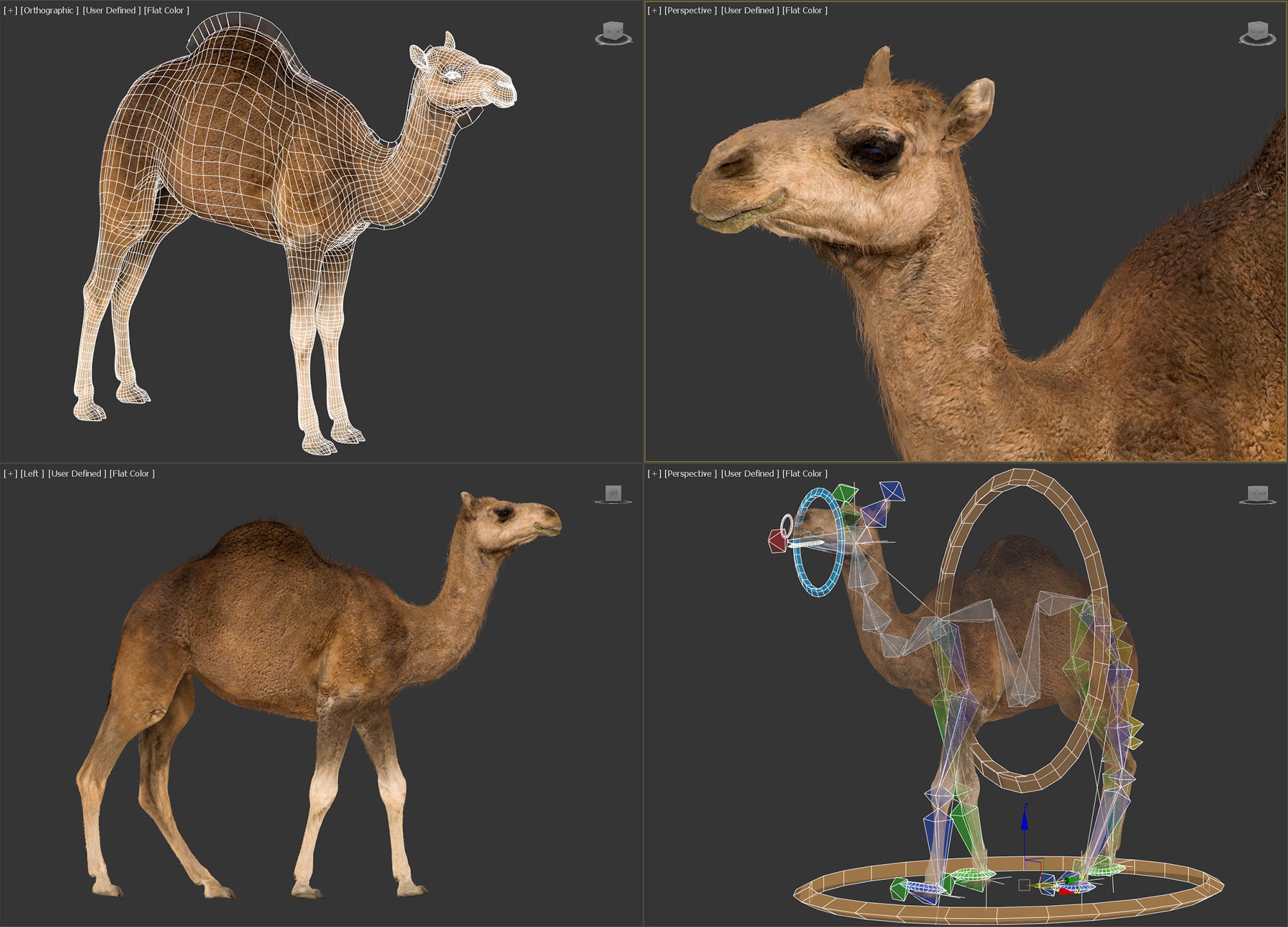 Animated Camel v2 3D model_6
