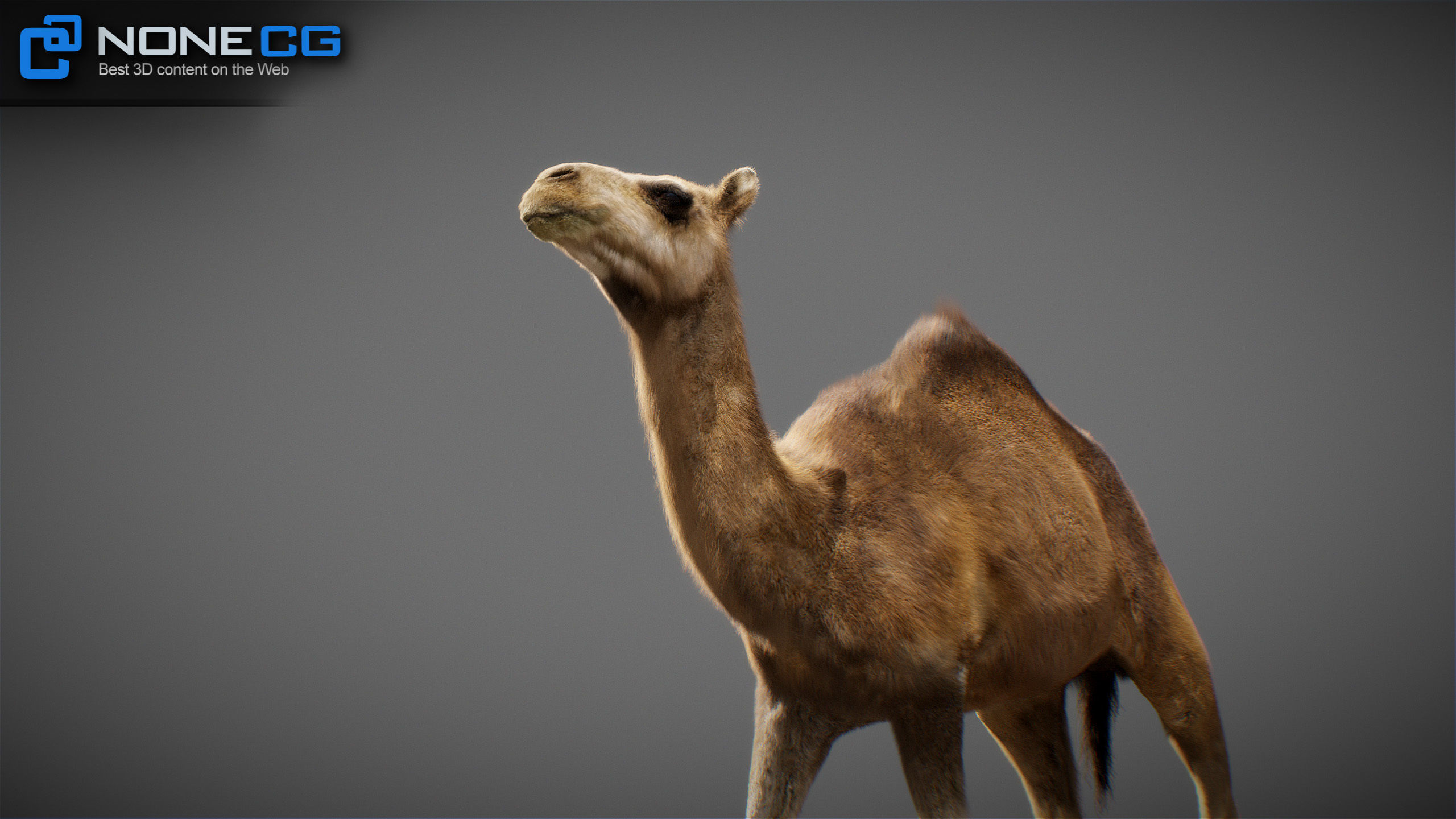 Animated Camel v2 3D model_11