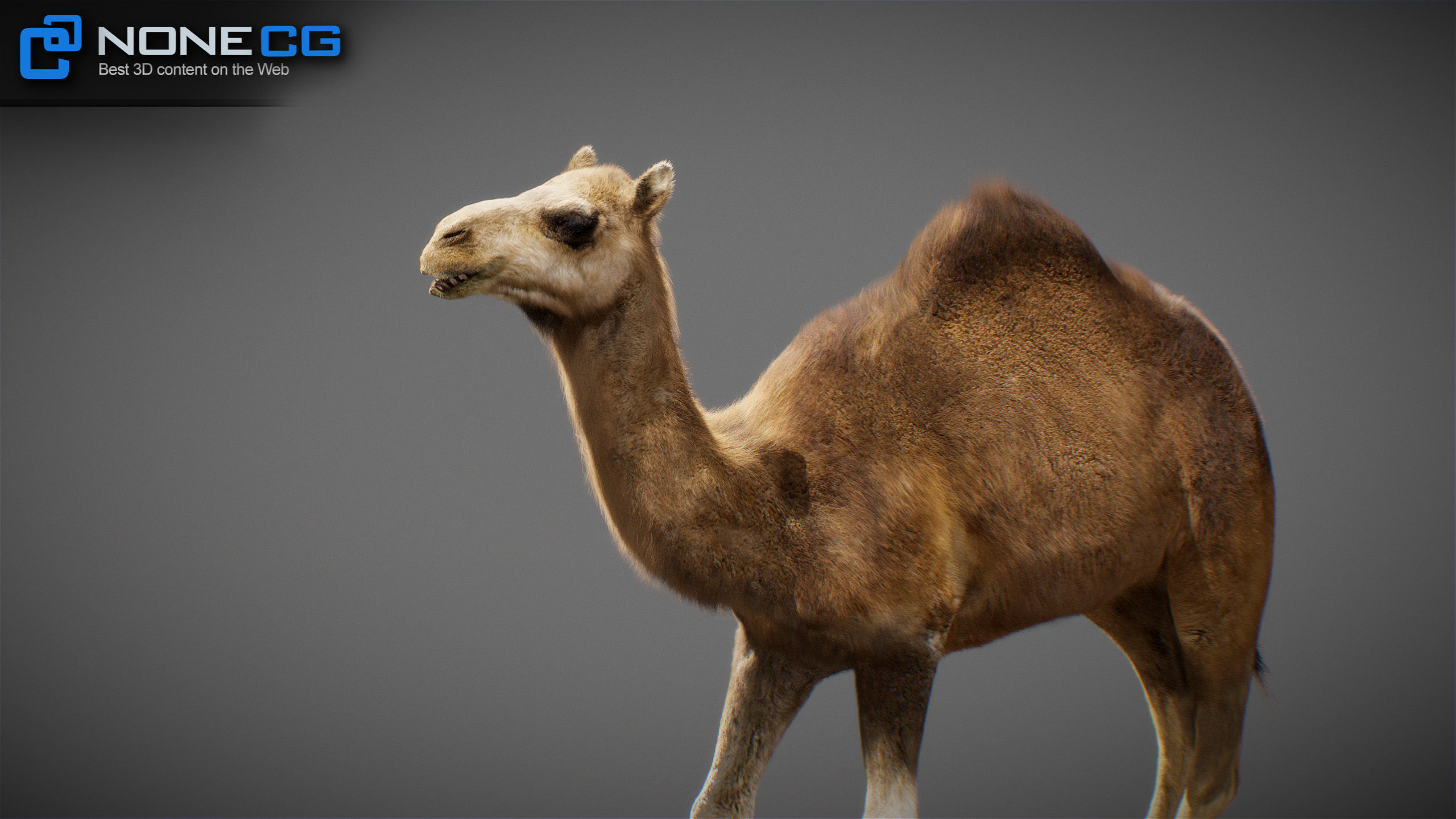 Animated Camel v2 3D model_27