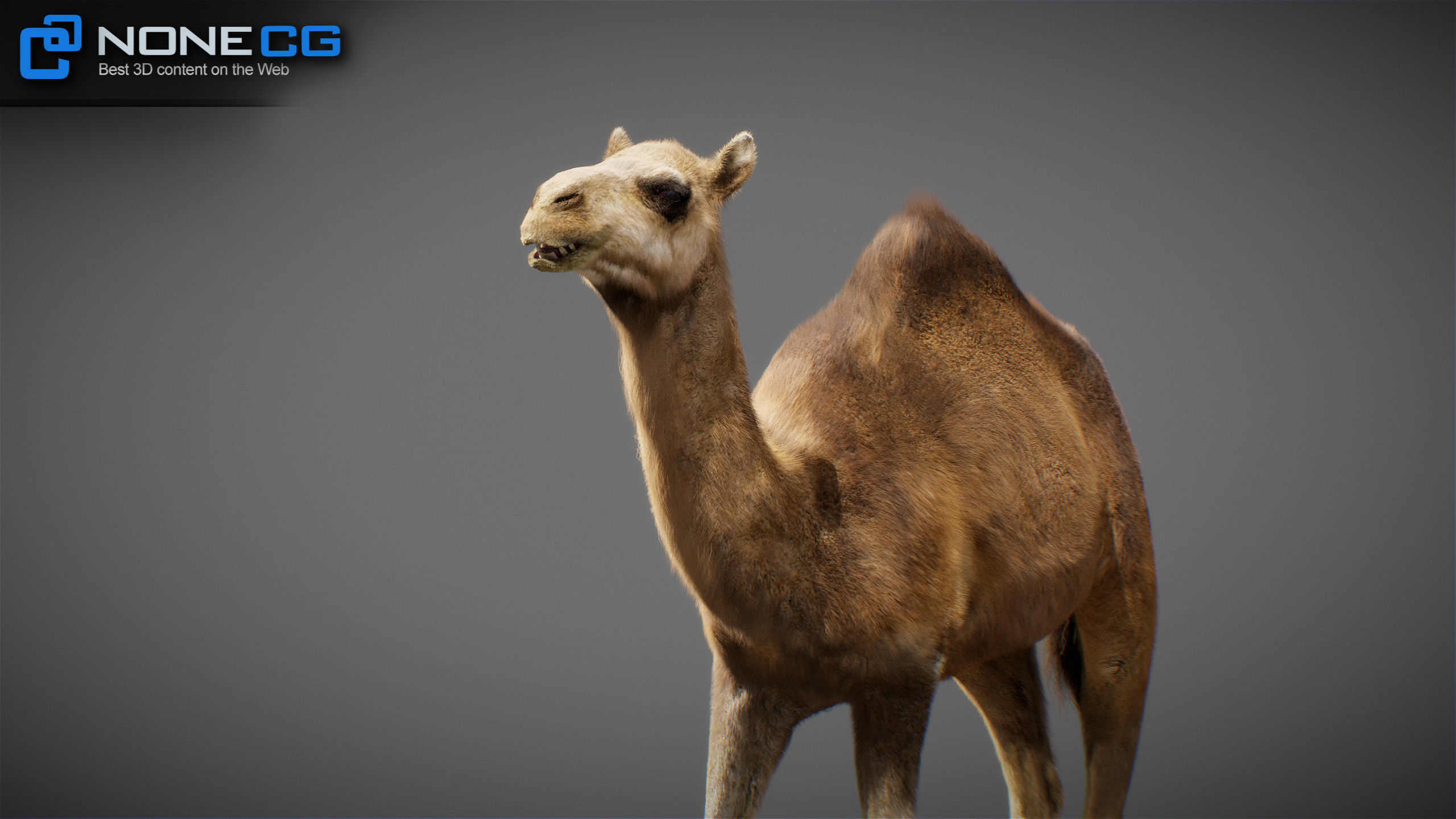 Animated Camel v2 3D model_29