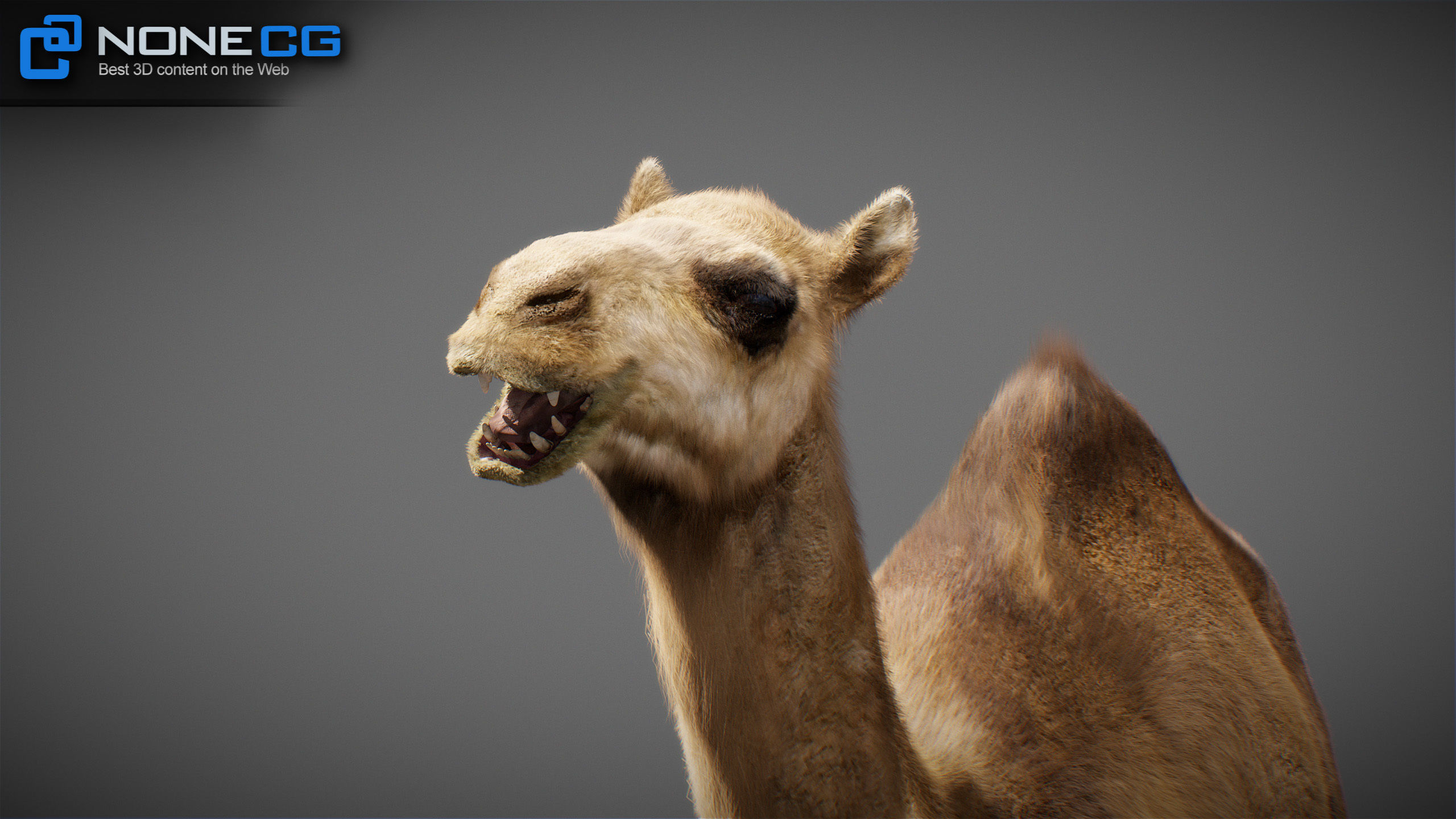 Animated Camel v2 3D model_2