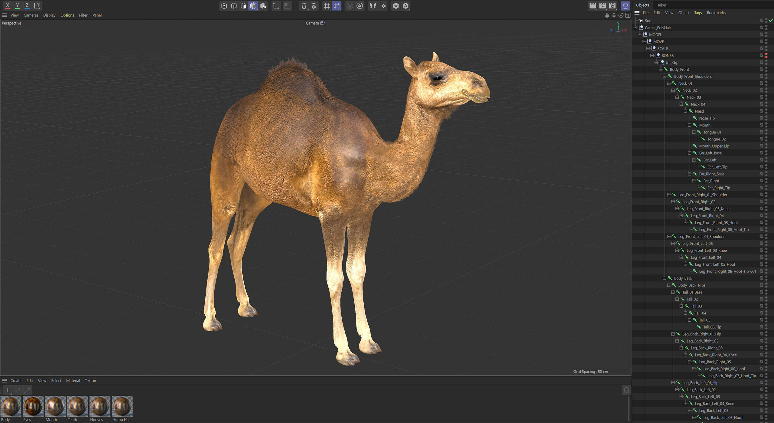 Animated Camel v2 3D model_8