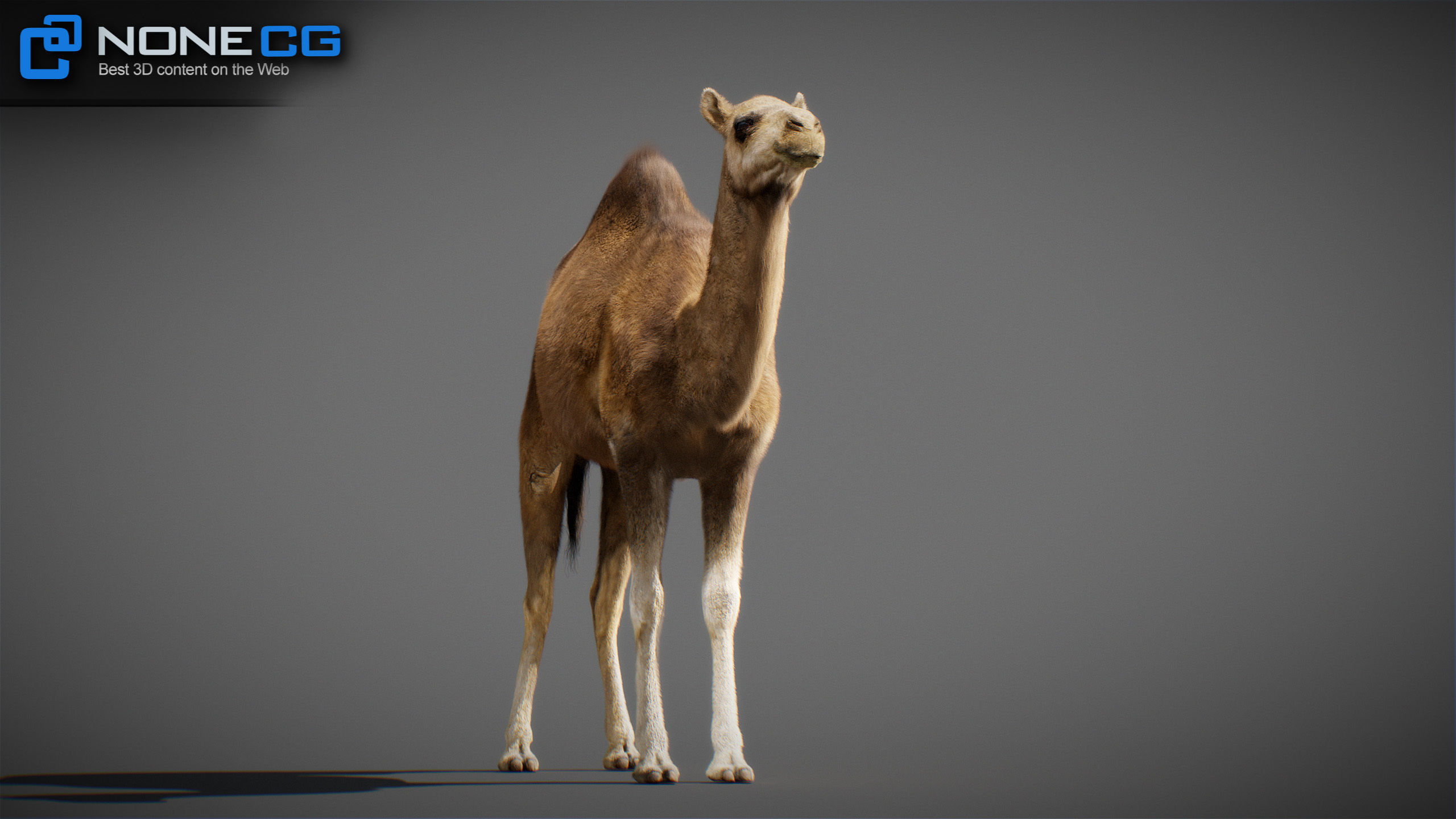 Animated Camel v2 3D model_23