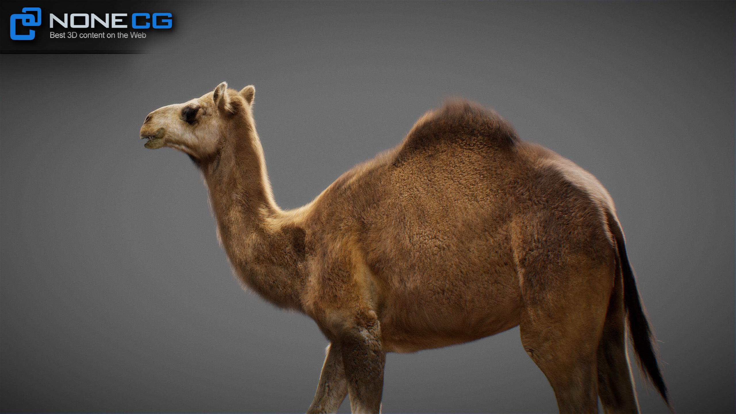 Animated Camel v2 3D model_18