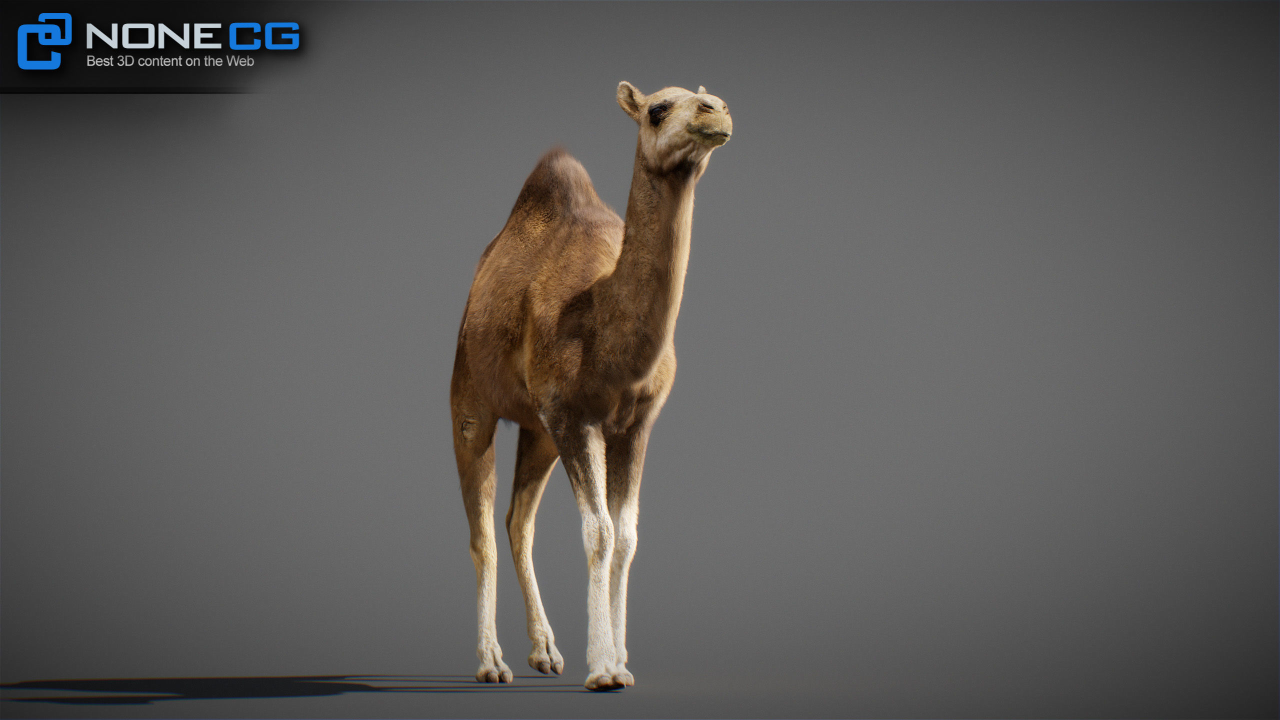 Animated Camel v2 3D model_16