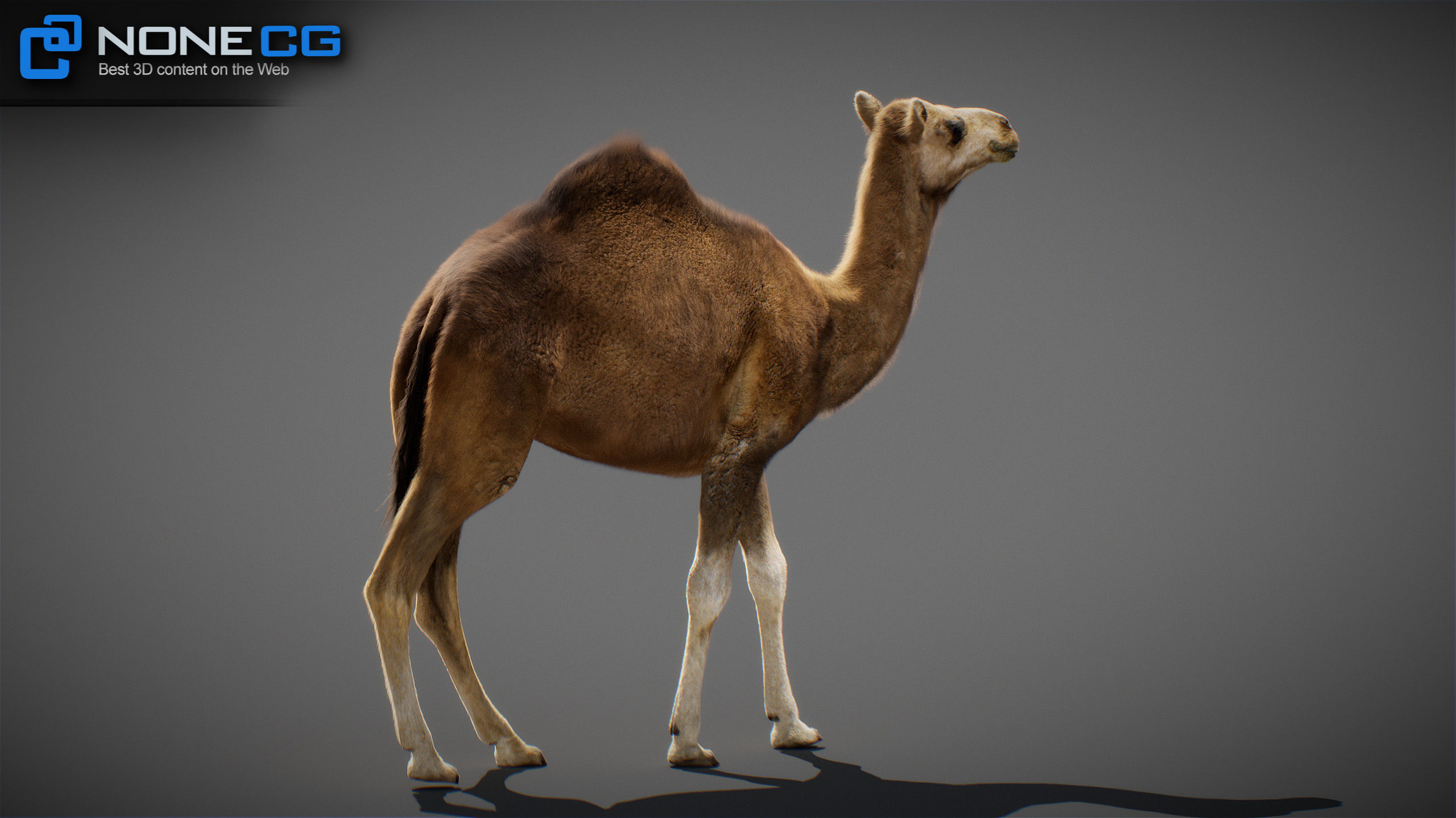 Animated Camel v2 3D model_13