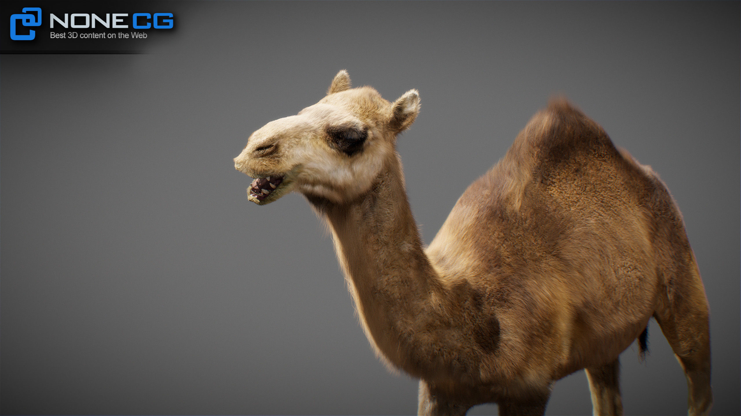 Animated Camel v2 3D model_20