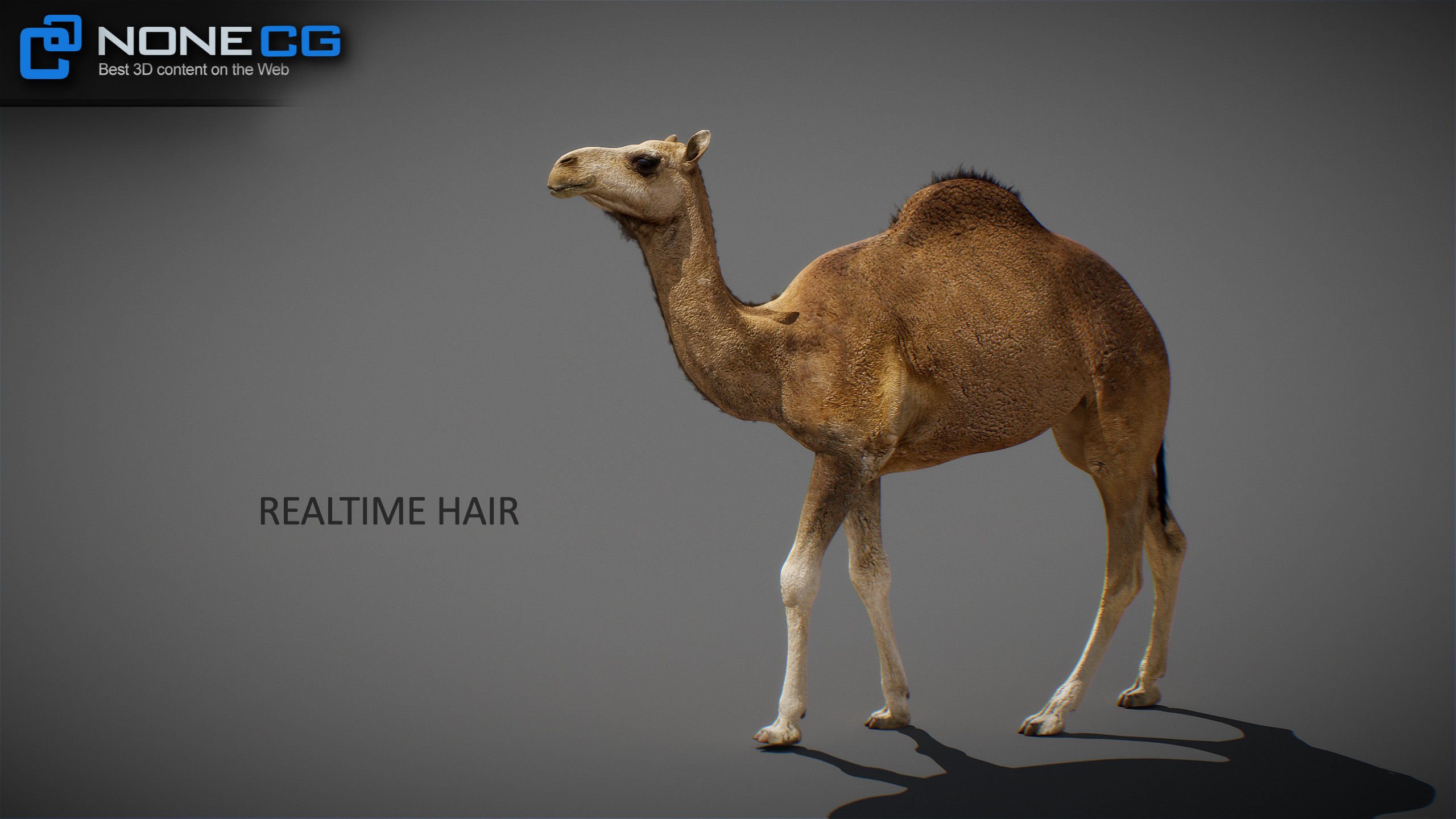 Animated Camel v2 3D model_30