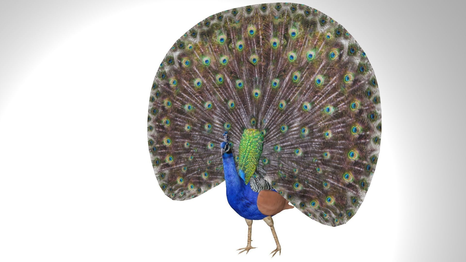 Peacock Low-poly 3D model_2