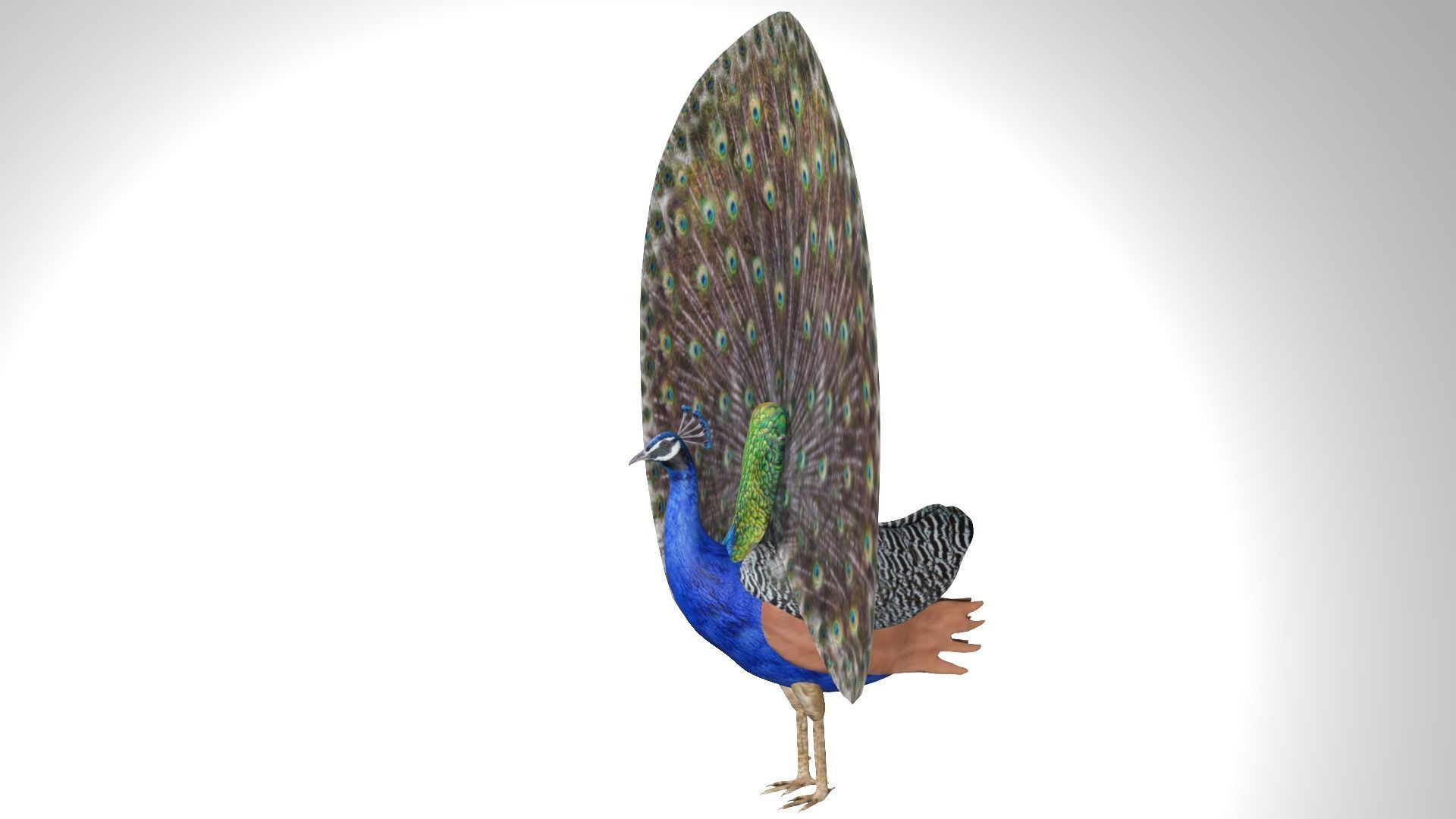 Peacock Low-poly 3D model_3