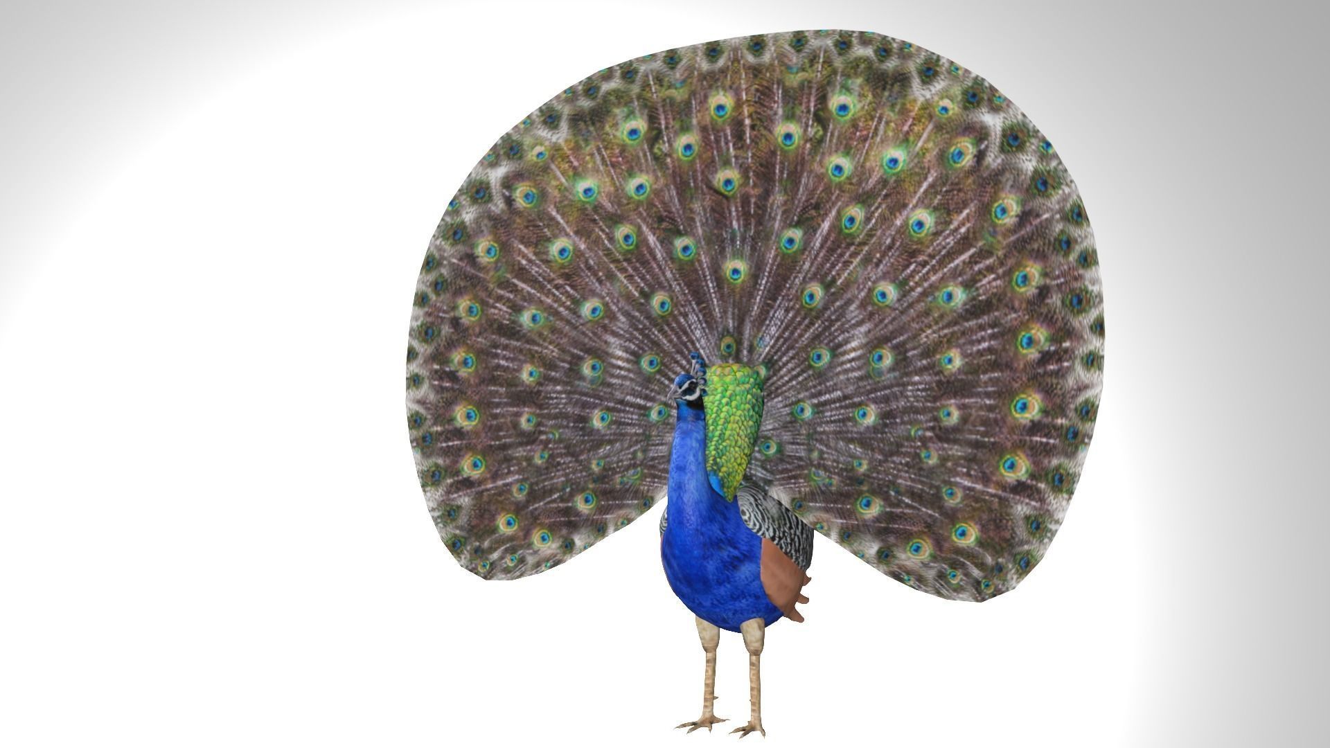 Peacock Low-poly 3D model_5