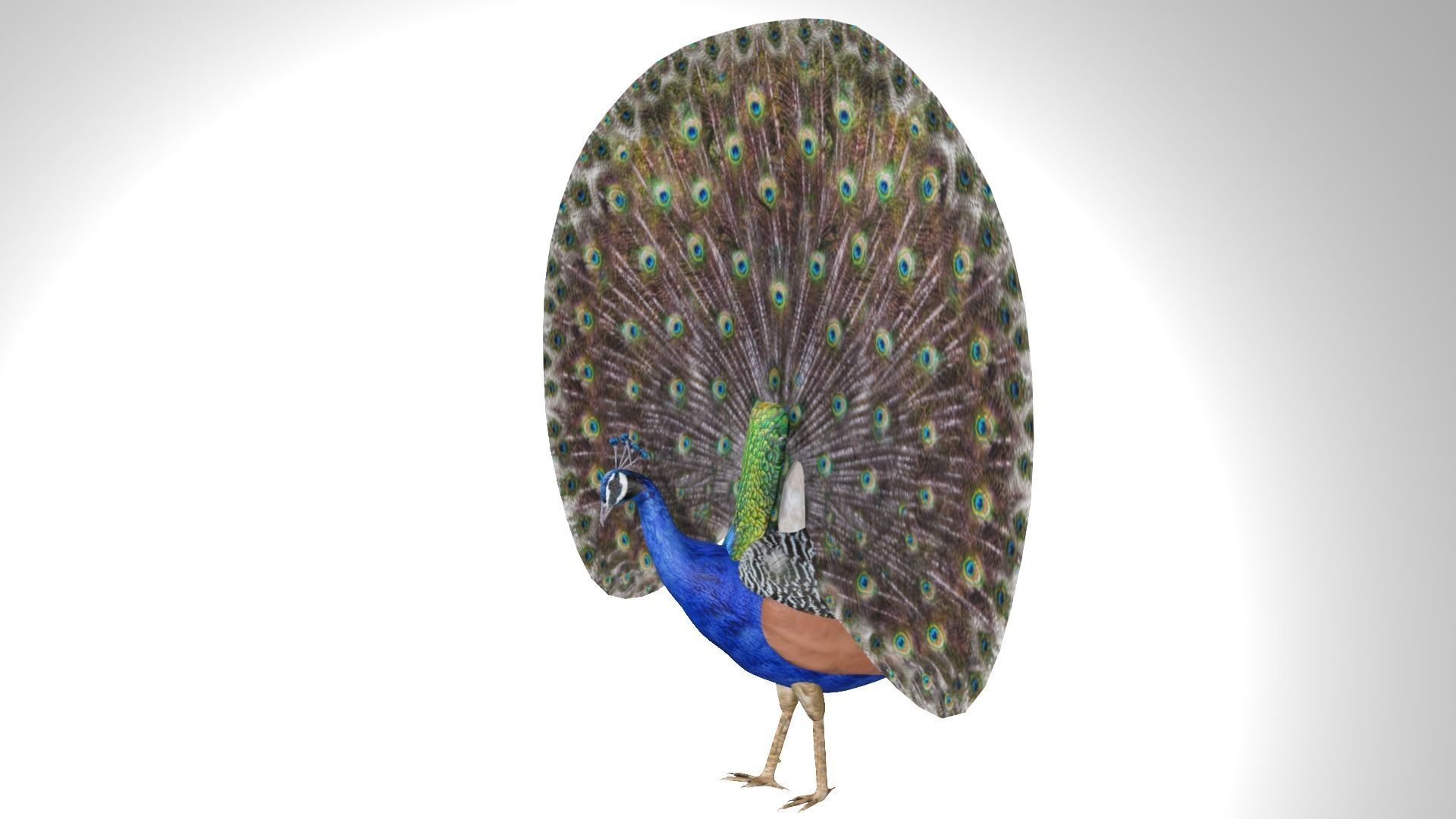 Peacock Low-poly 3D model_4