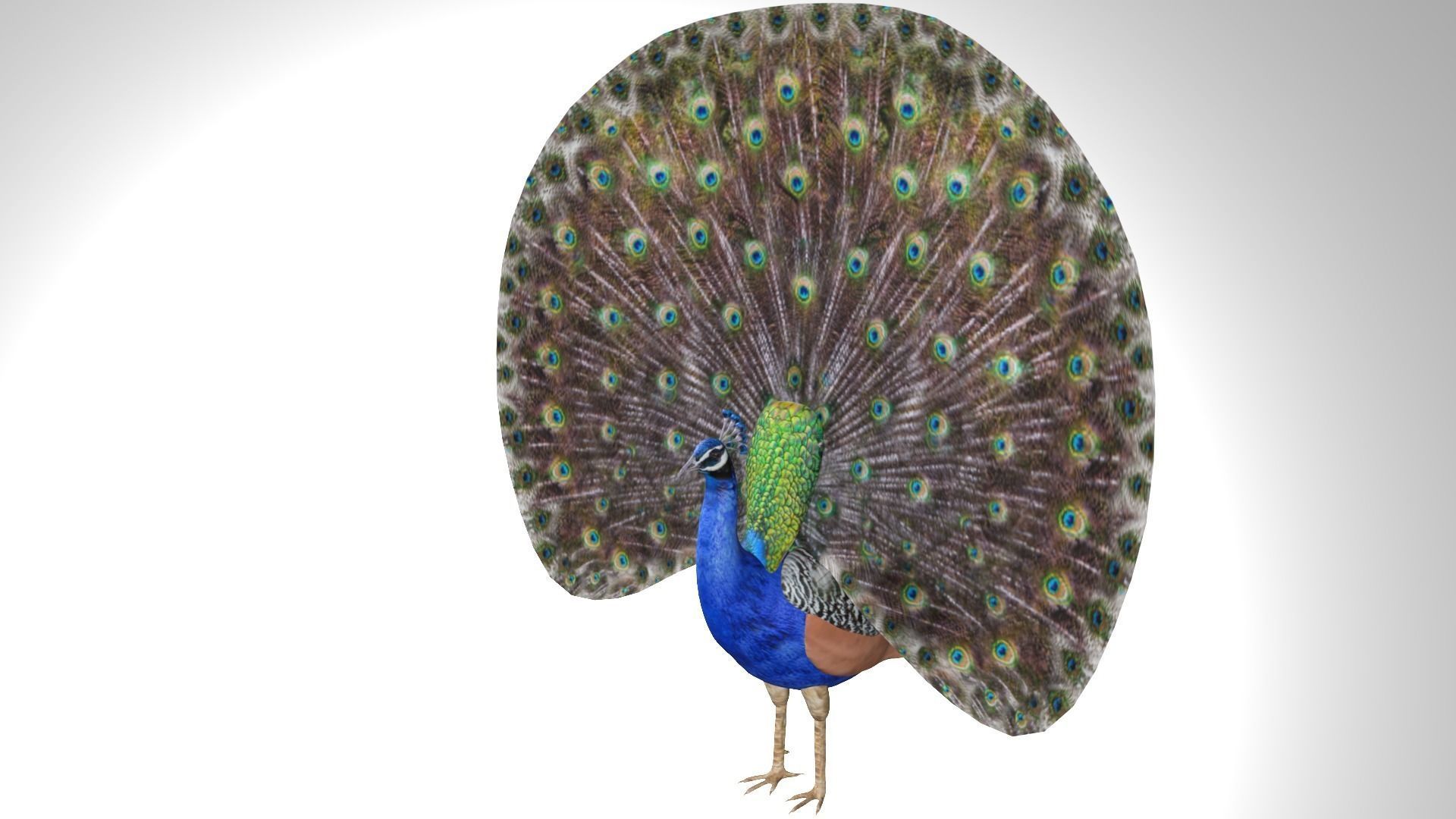 Peacock Low-poly 3D model_1