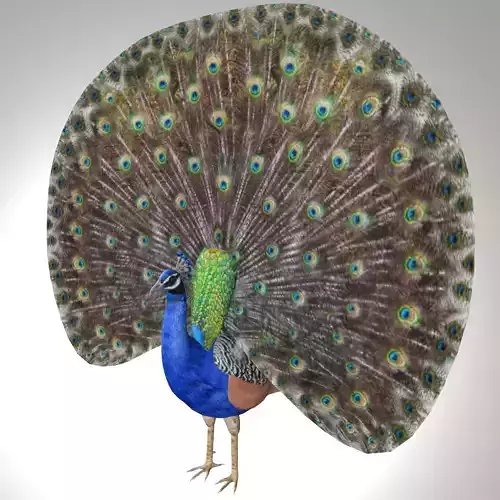 Peacock Low-poly 3D model