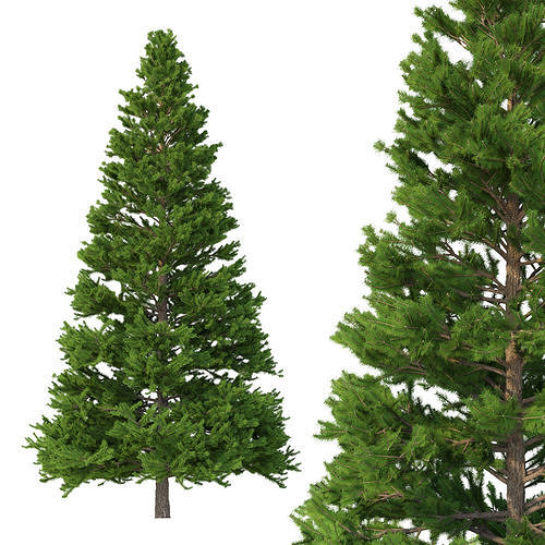 Picea Abies No 5 3D model