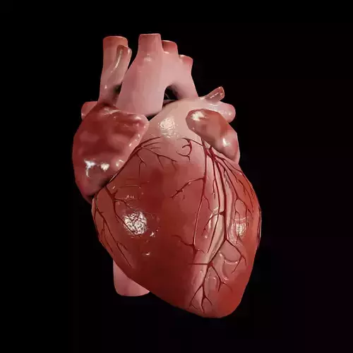 Animated human heart Low-poly 3D model