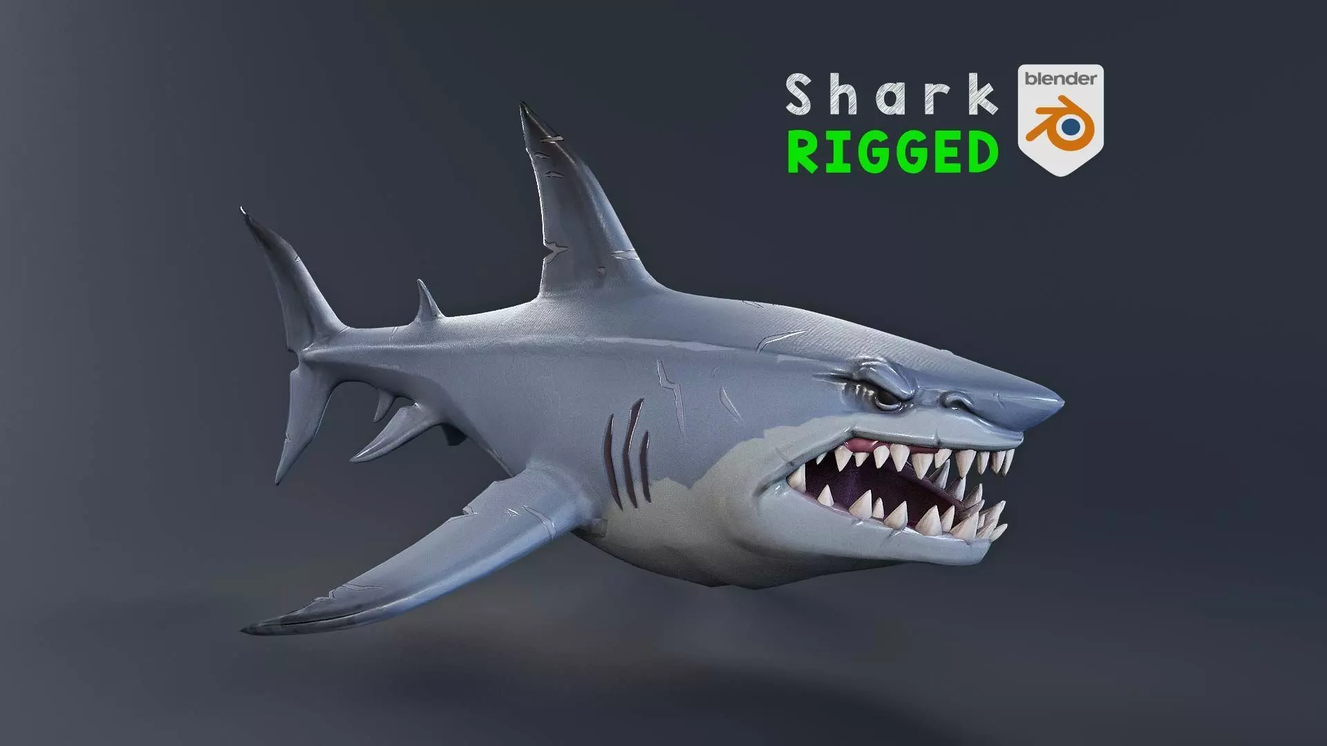 Stylized Shark rigged 3D model_0