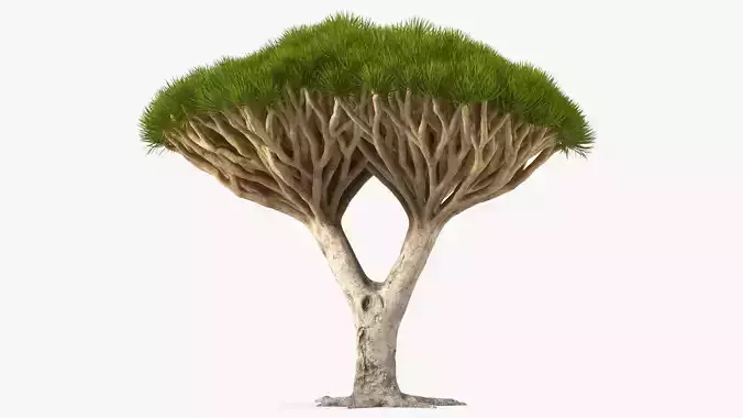 Dracaena Draco 3D model