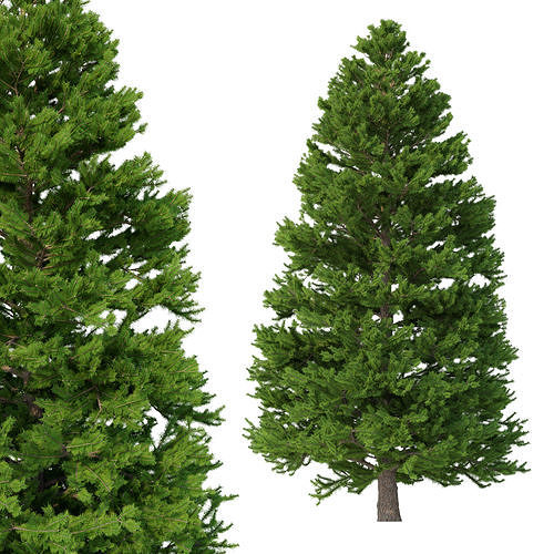 Picea Abies No 6 3D model