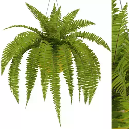 Plants collection 565