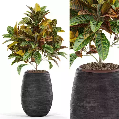 Plants collection 566