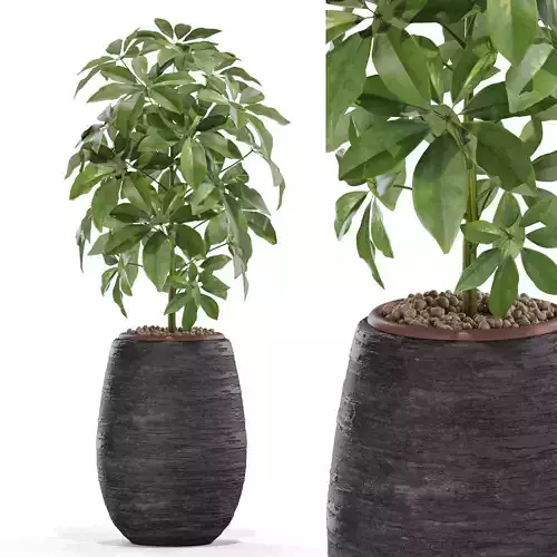 Plants collection 567 3D model