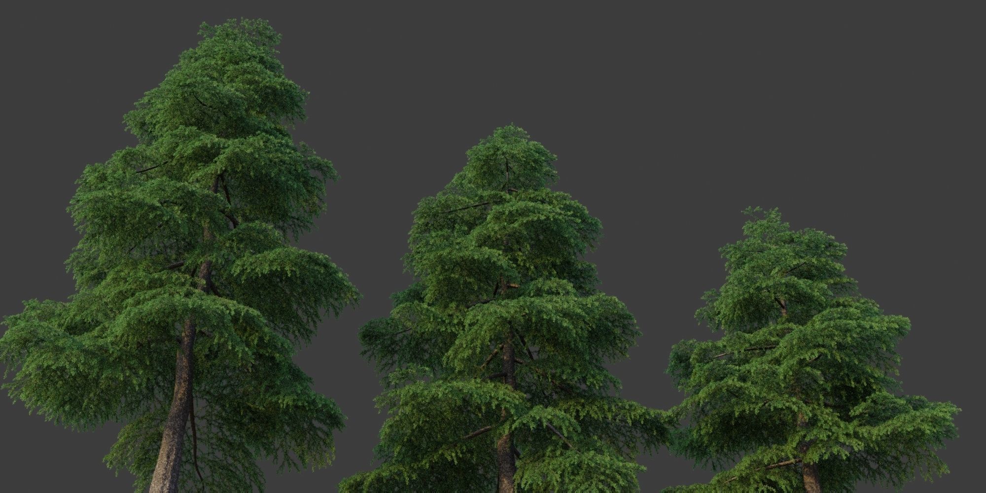 XfrogPlants Himalayan Cedar - Cedrus Deodara 3D model_2