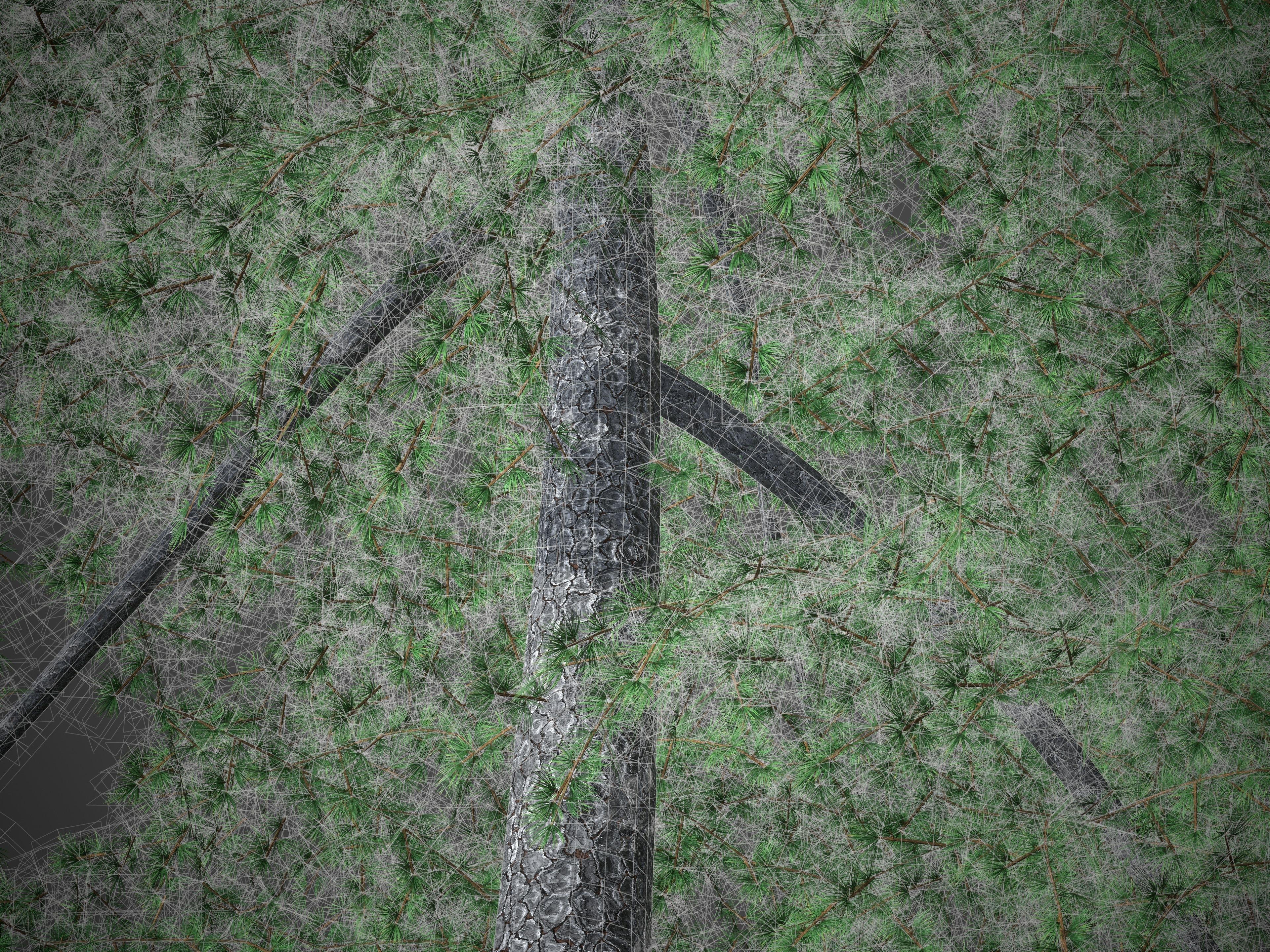 XfrogPlants Himalayan Cedar - Cedrus Deodara 3D model_4