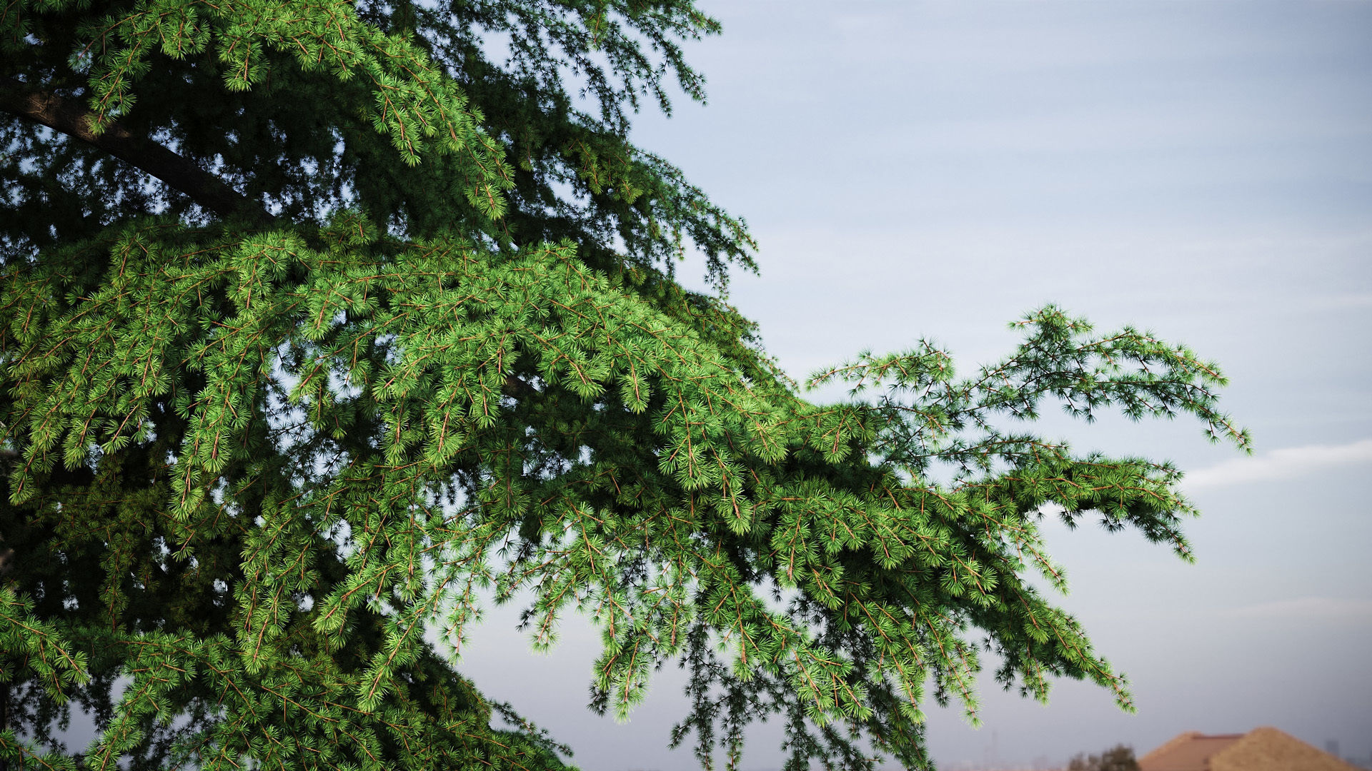 XfrogPlants Himalayan Cedar - Cedrus Deodara 3D model_3