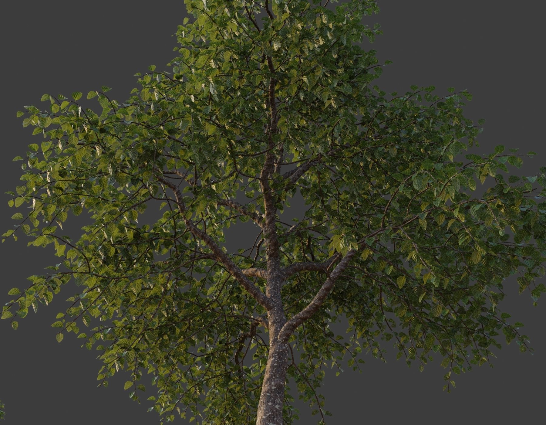 XfrogPlants Lasura - Cordia Myxa 3D model_3