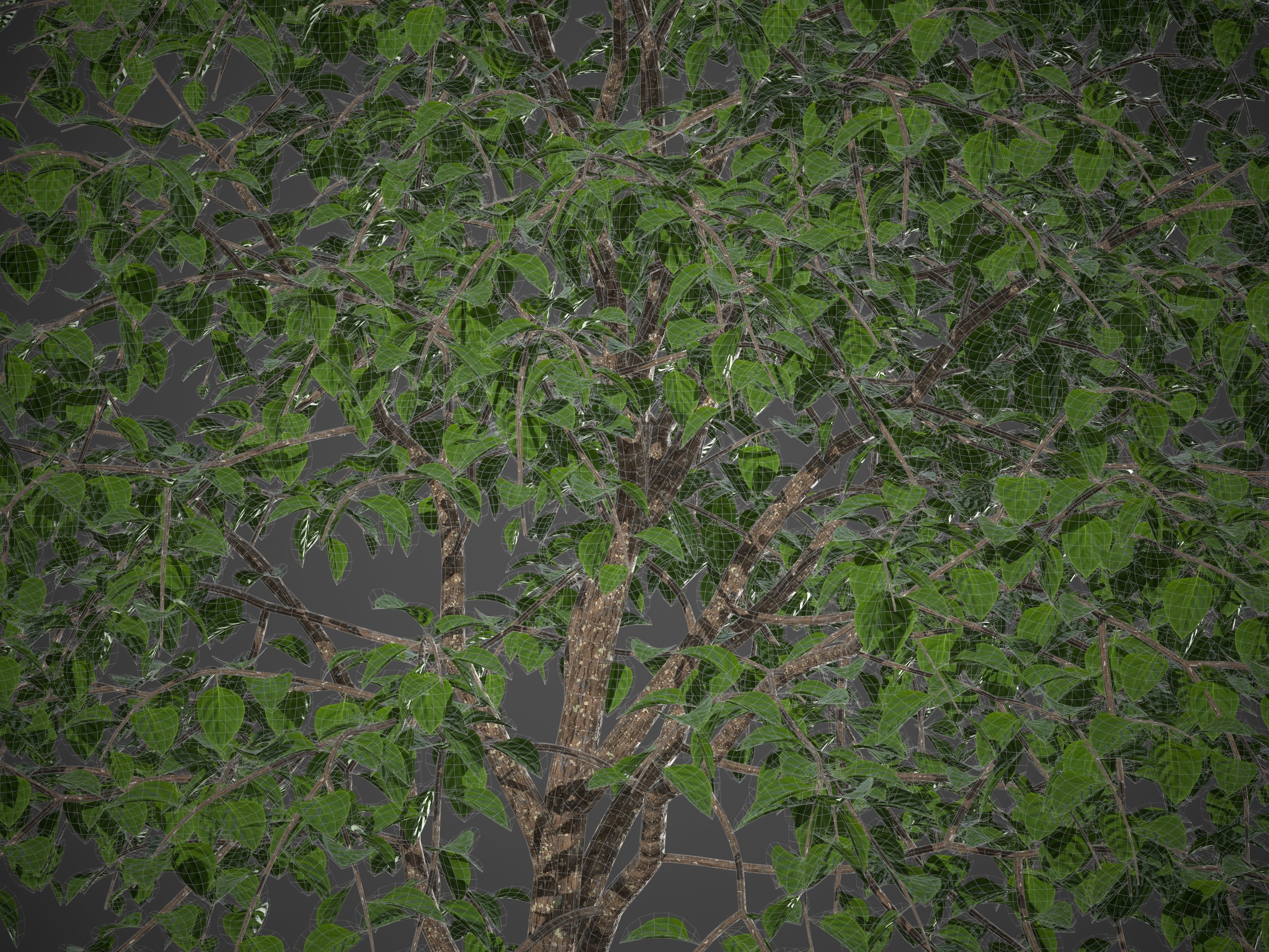 XfrogPlants Lasura - Cordia Myxa 3D model_4