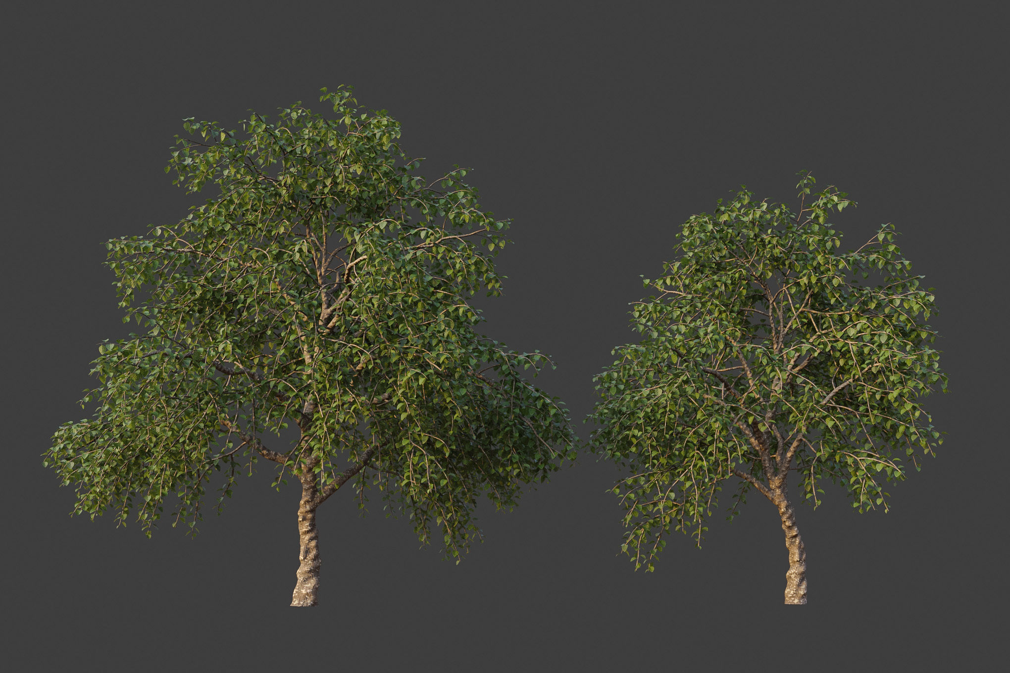 XfrogPlants Lasura - Cordia Myxa 3D model_2