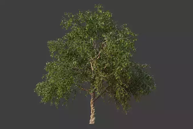 XfrogPlants Lasura - Cordia Myxa 