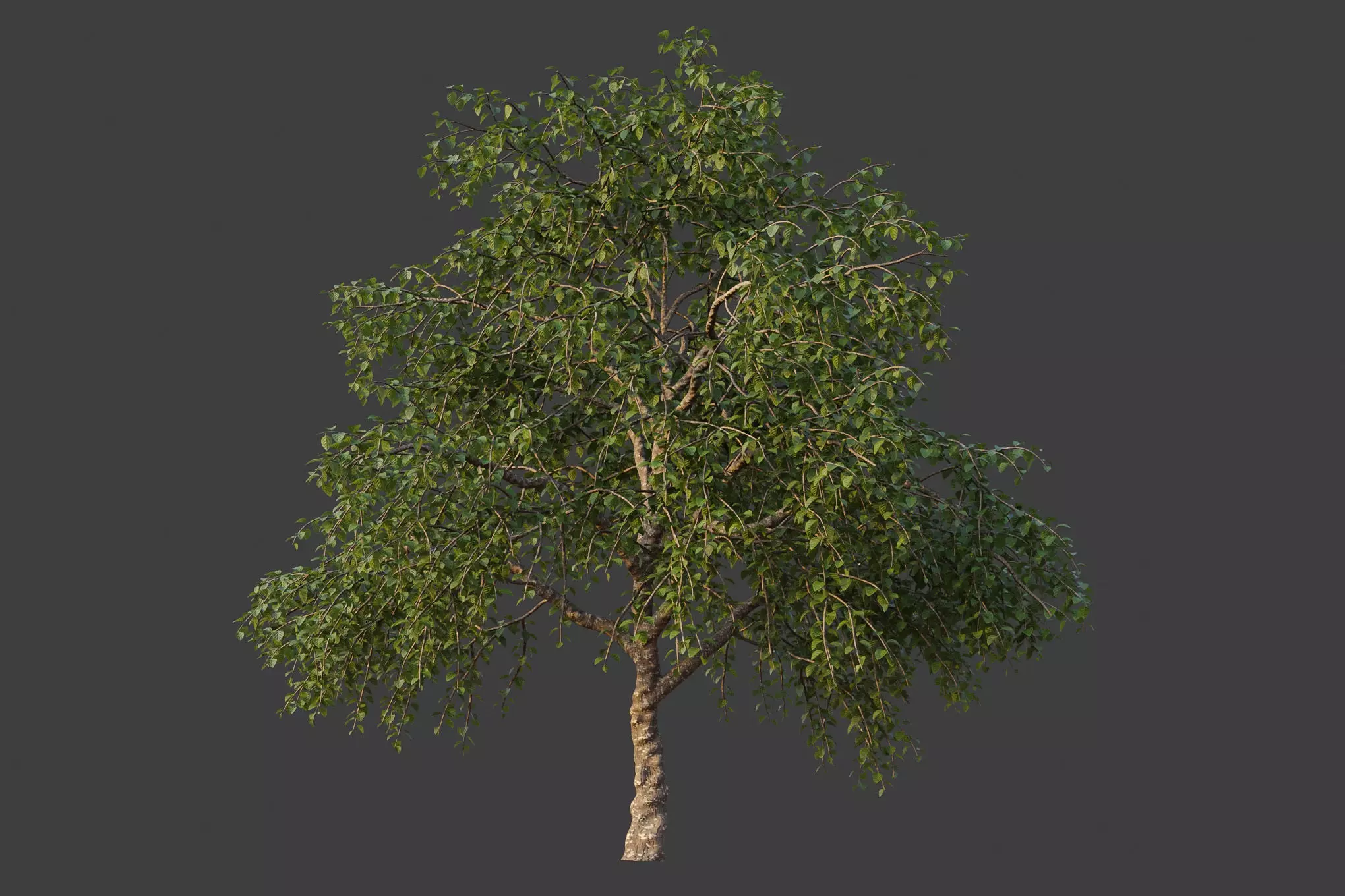 XfrogPlants Lasura - Cordia Myxa 3D model_0
