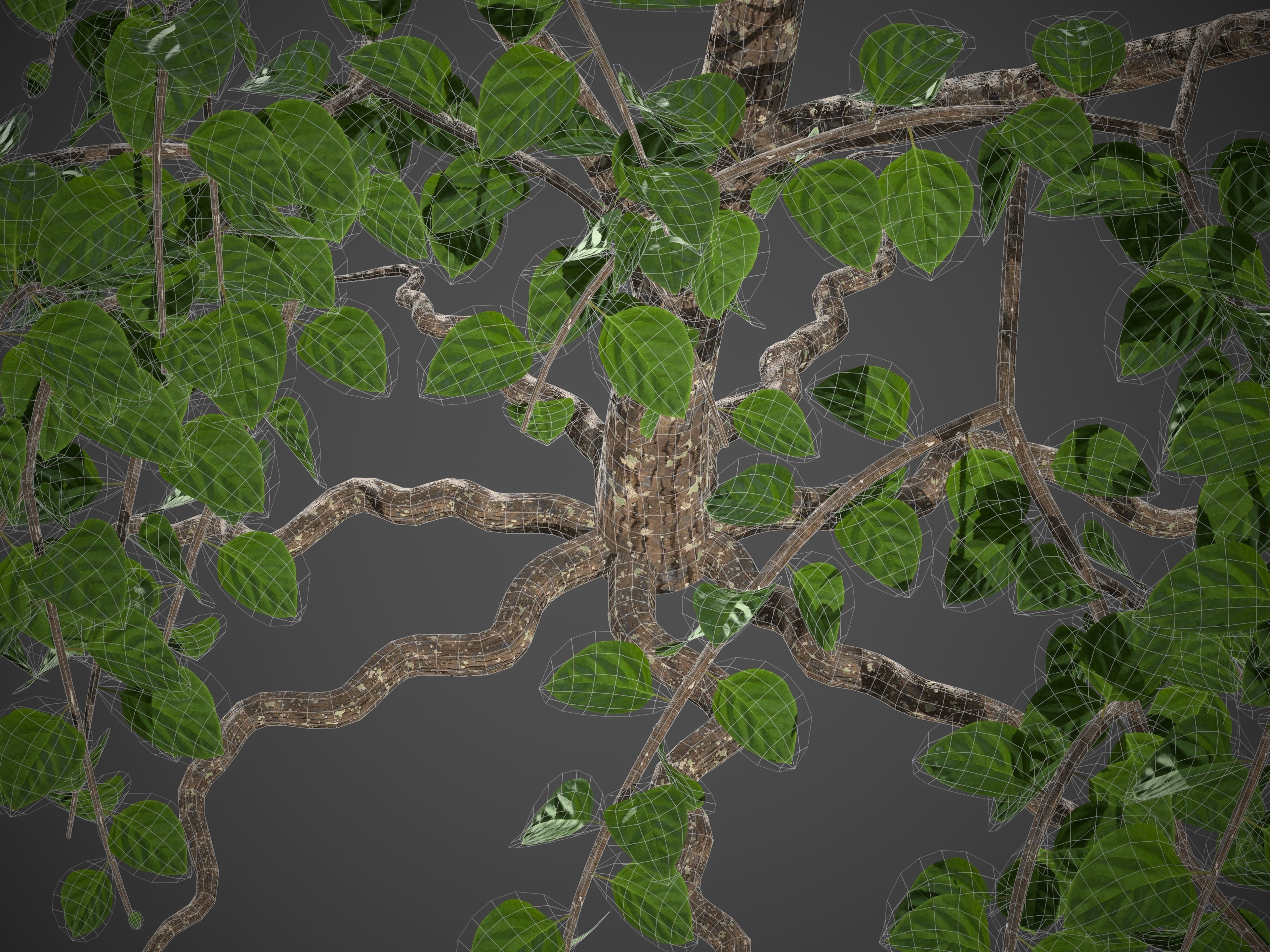 XfrogPlants Lasura - Cordia Myxa 3D model_5