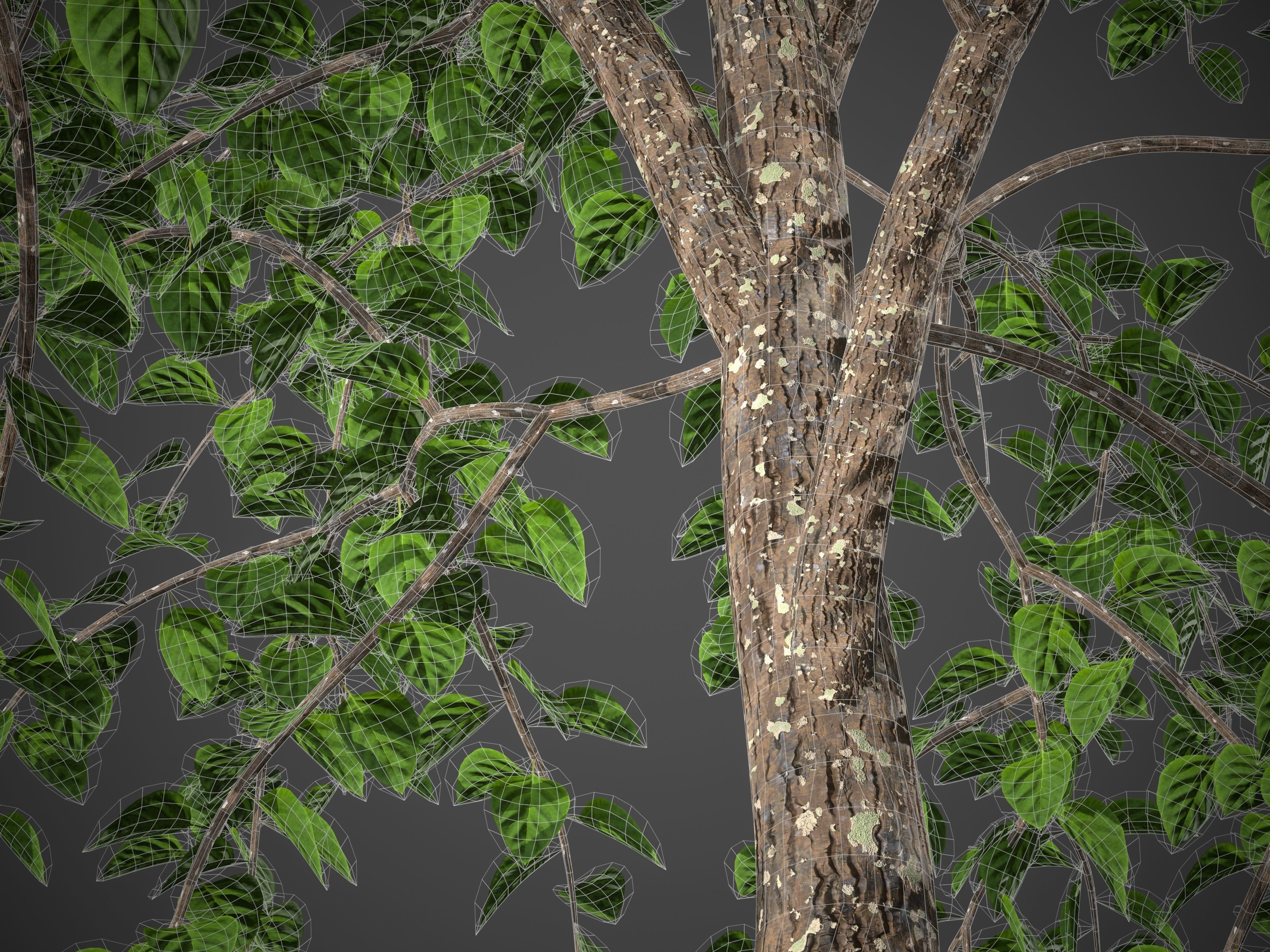 XfrogPlants Lasura - Cordia Myxa 3D model_6