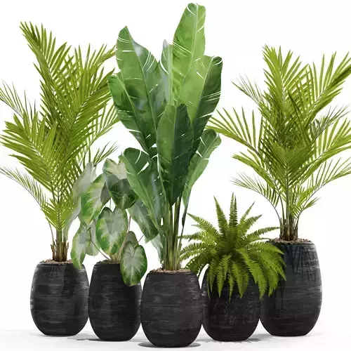 Plants collection 569 3D model