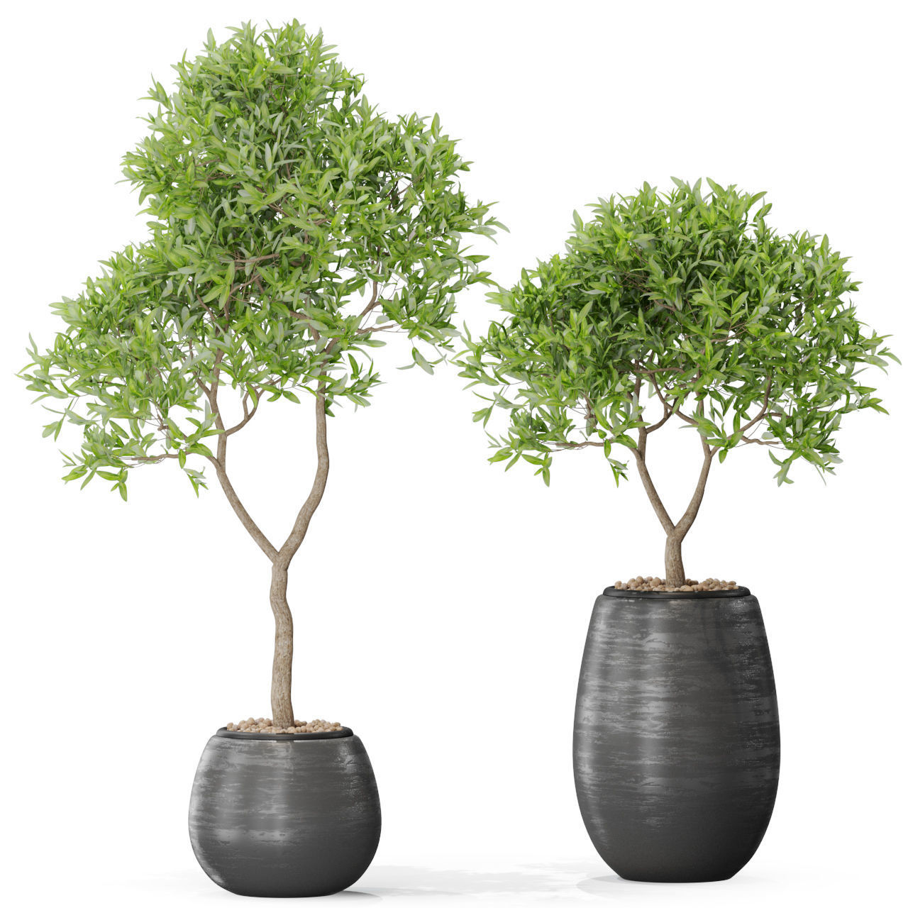 Plants collection 571 3D model_1