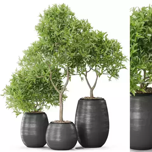 Plants collection 571 3D model