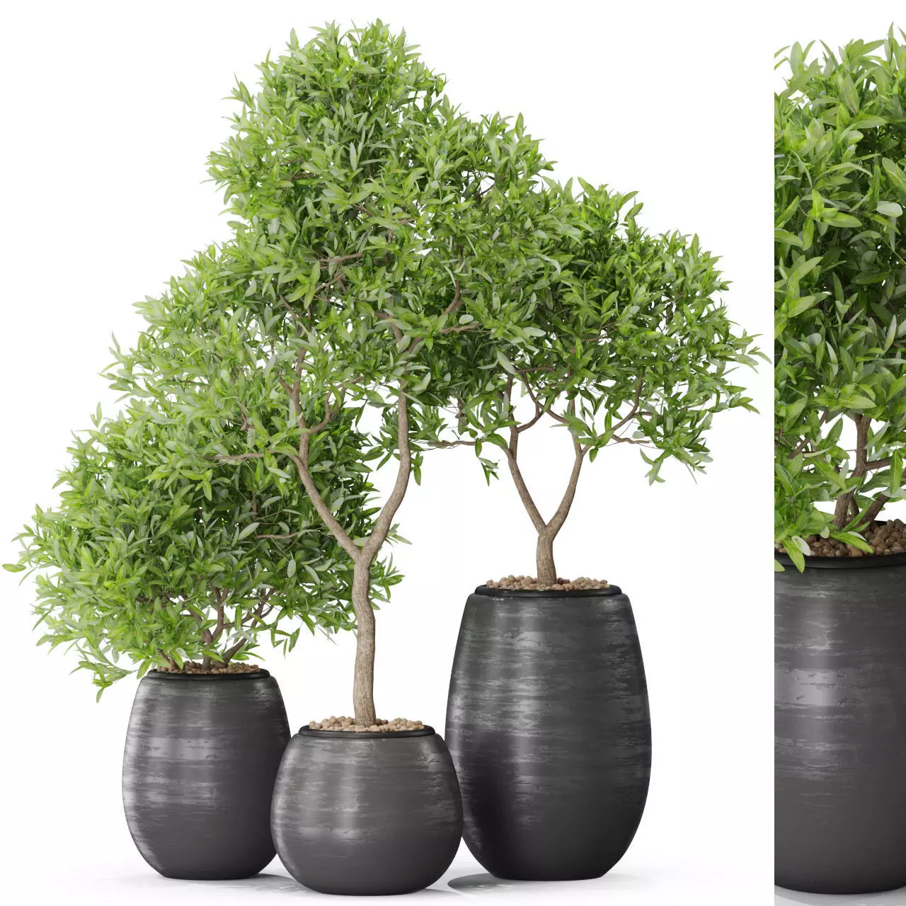 Plants collection 571 3D model_0