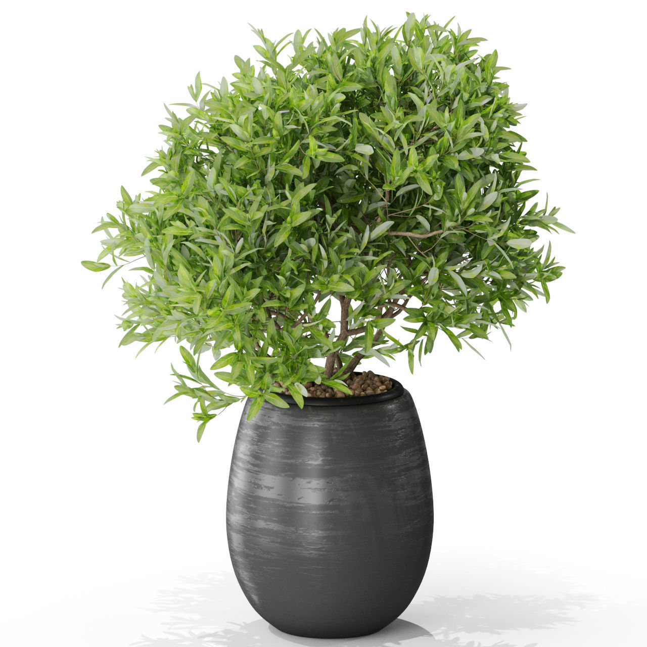 Plants collection 571 3D model_2