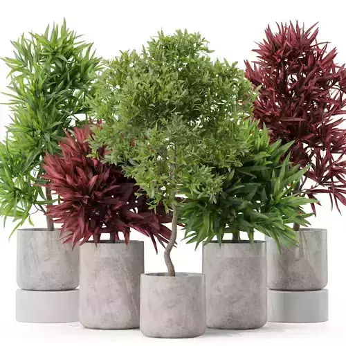 Plants collection 572 3D model
